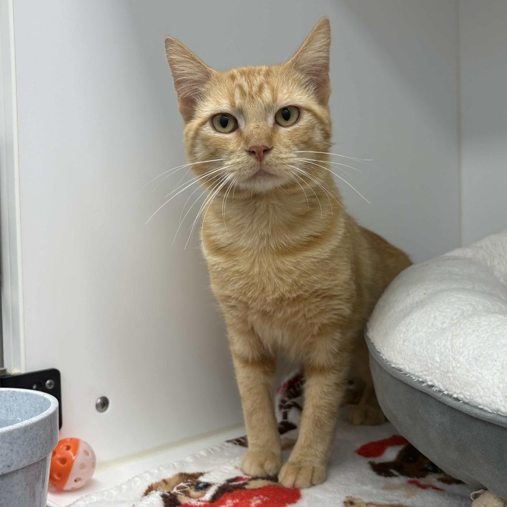 Nacho, a Adoptable Domestic Short Hair in Beaumont, TX image 2/2