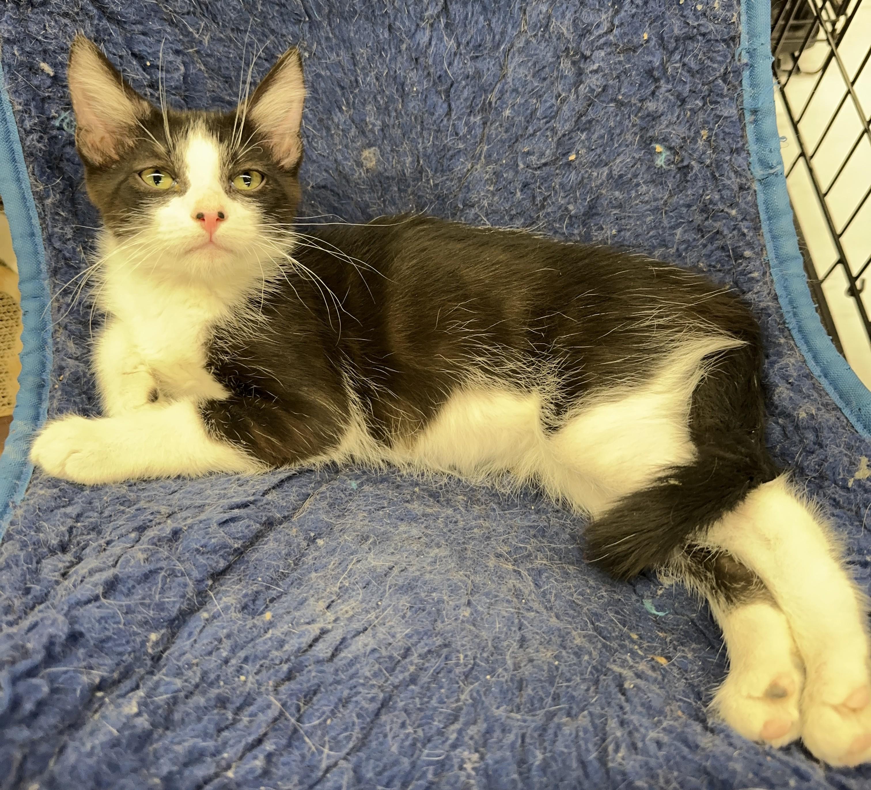 Mookie, a Adopted Domestic Short Hair in Winchester, CA image 5/6