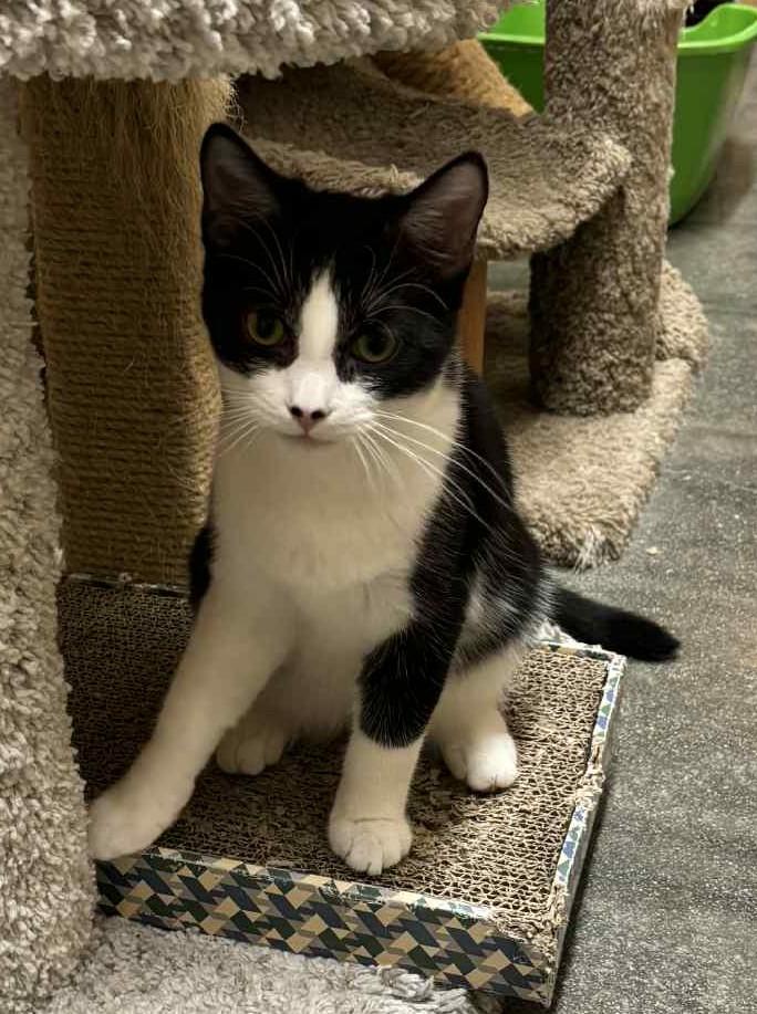 Mookie, a Adopted Domestic Short Hair in Winchester, CA image 2/6