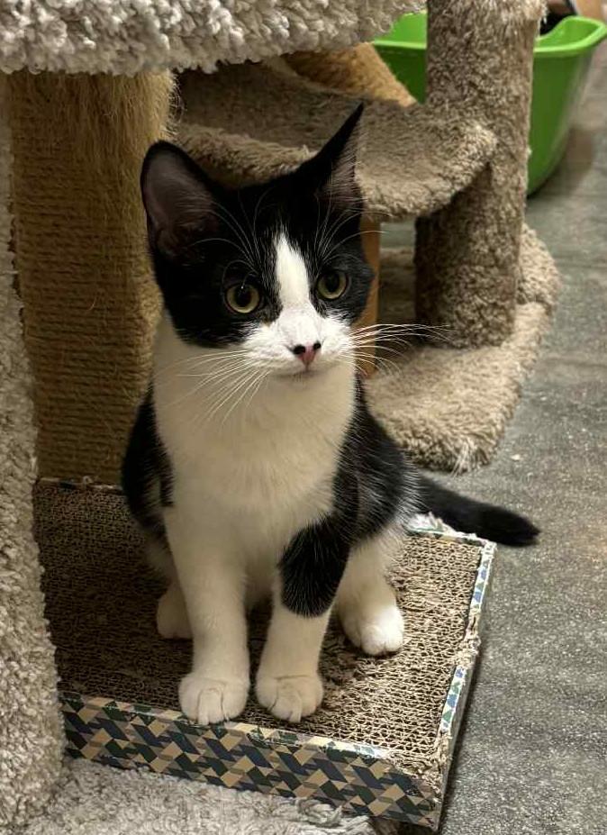 Mookie, a Adopted Domestic Short Hair in Winchester, CA image 3/6