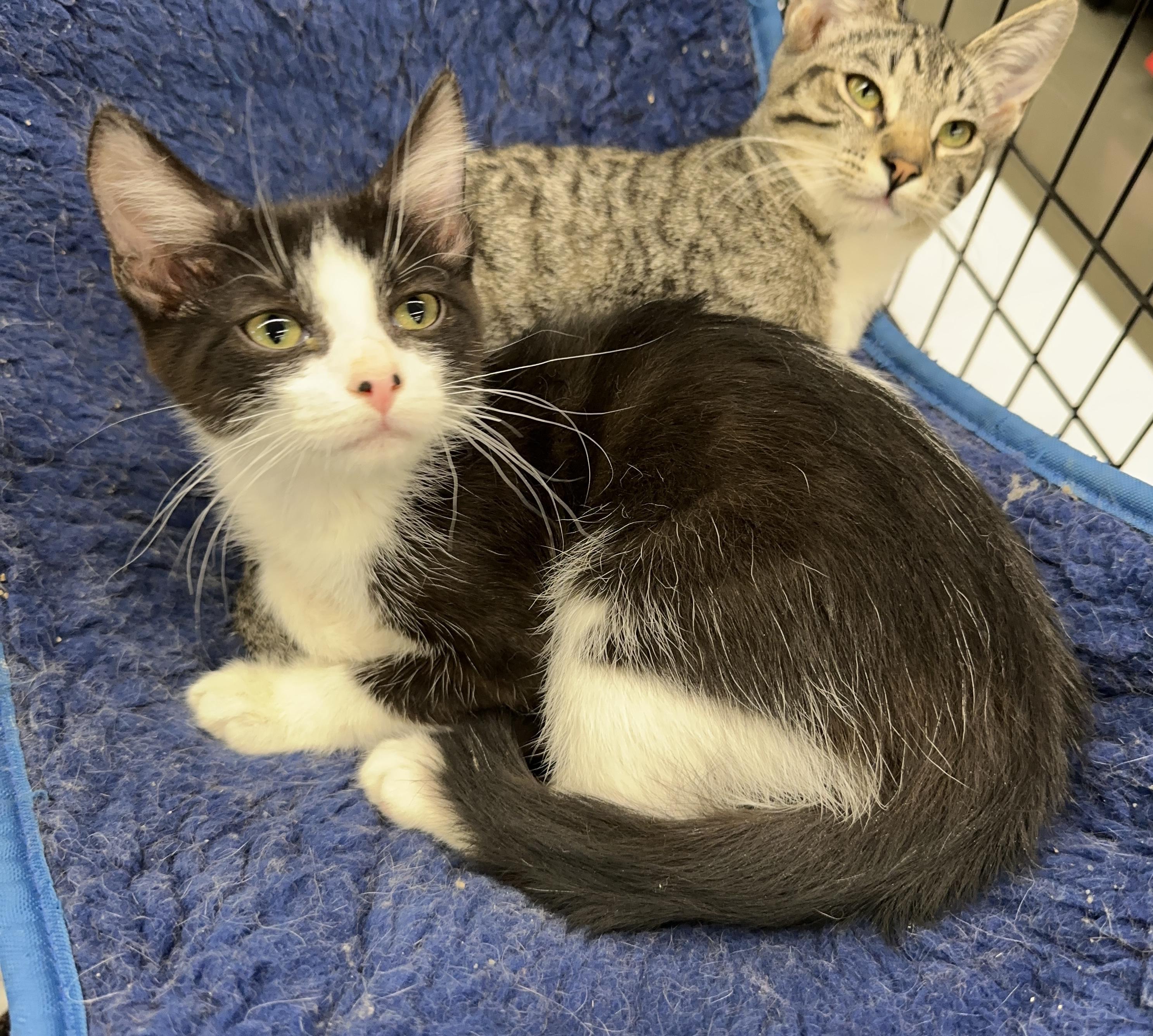 Mookie, a Adopted Domestic Short Hair in Winchester, CA image 6/6