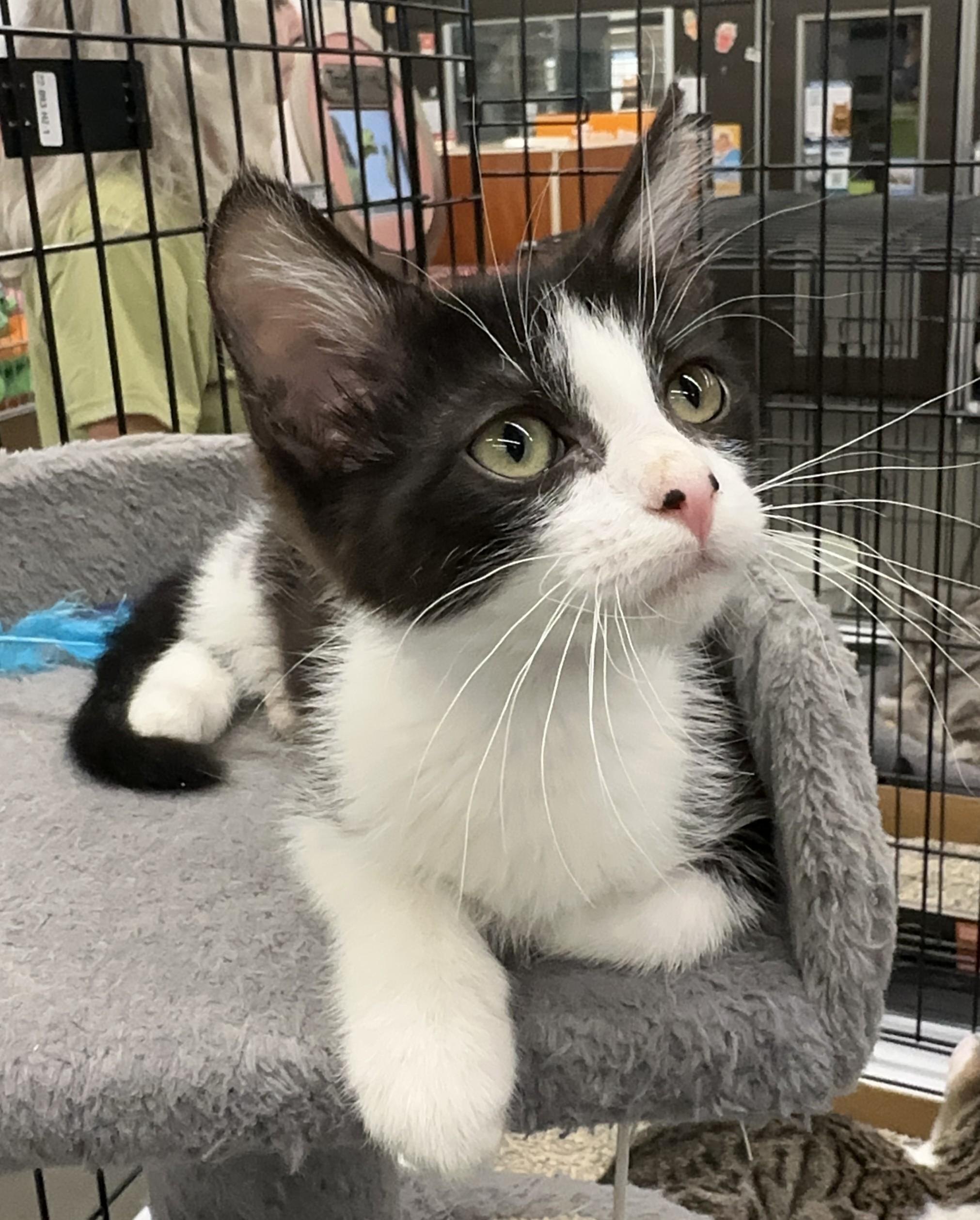 Mookie, a Adopted Domestic Short Hair in Winchester, CA image 4/6