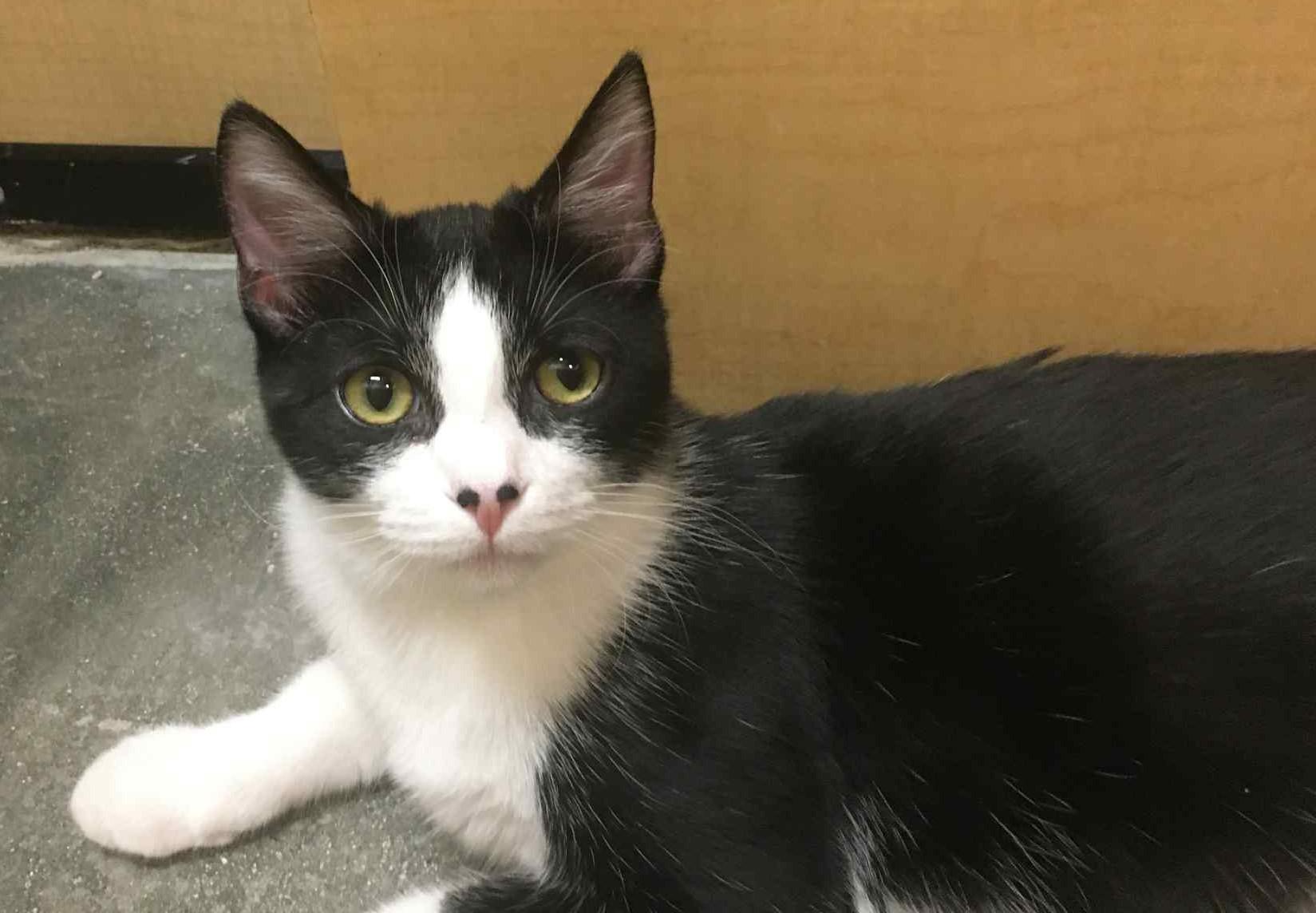 Mookie, Adopted, Young Male Domestic Short Hair.