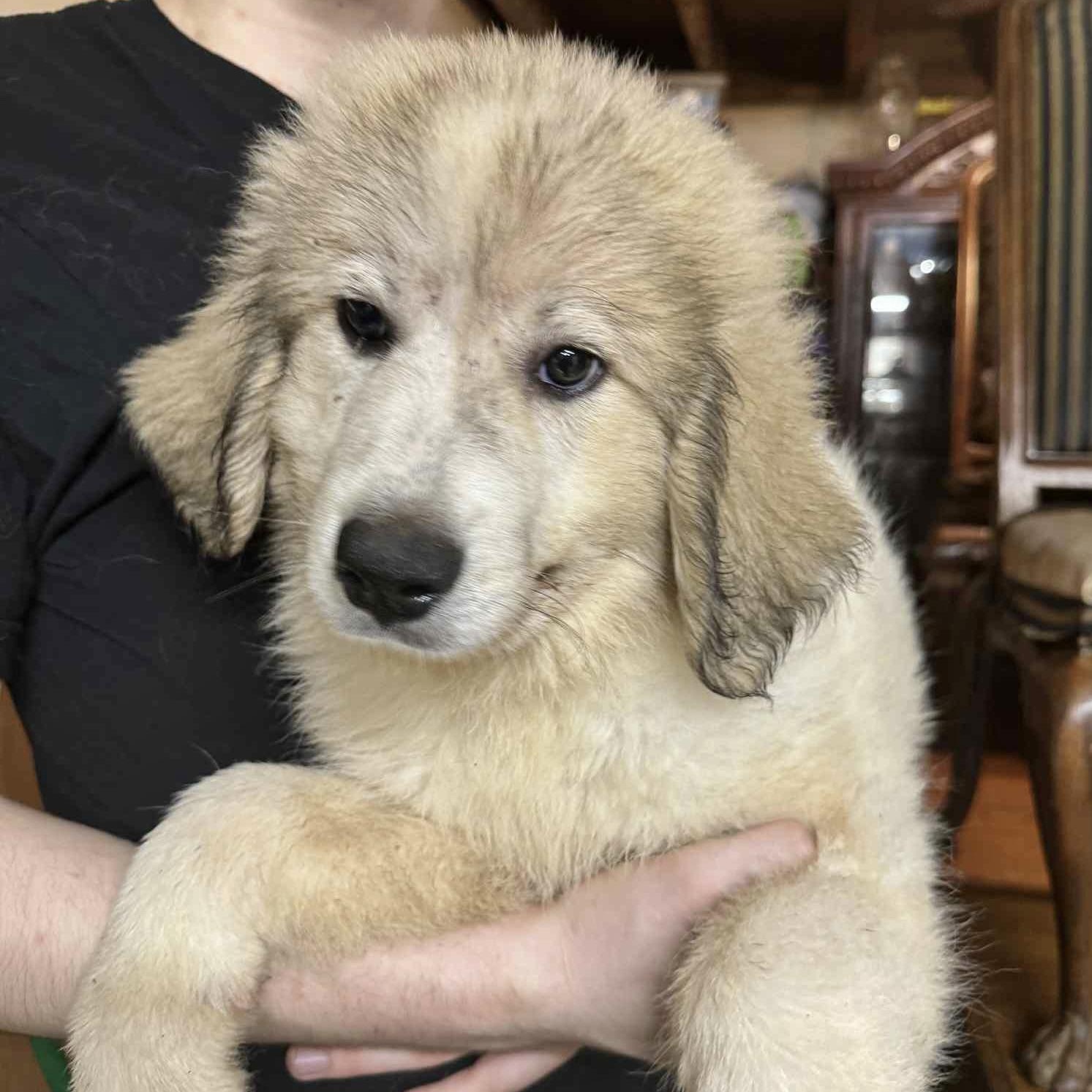 Dakota