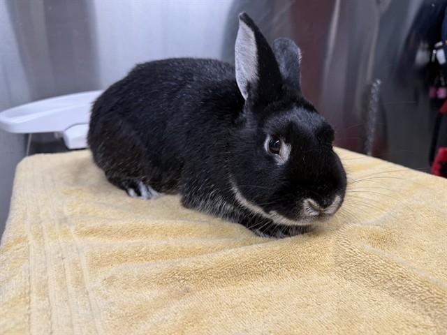 OTTO, Adoptable, Young Male Bunny Rabbit.