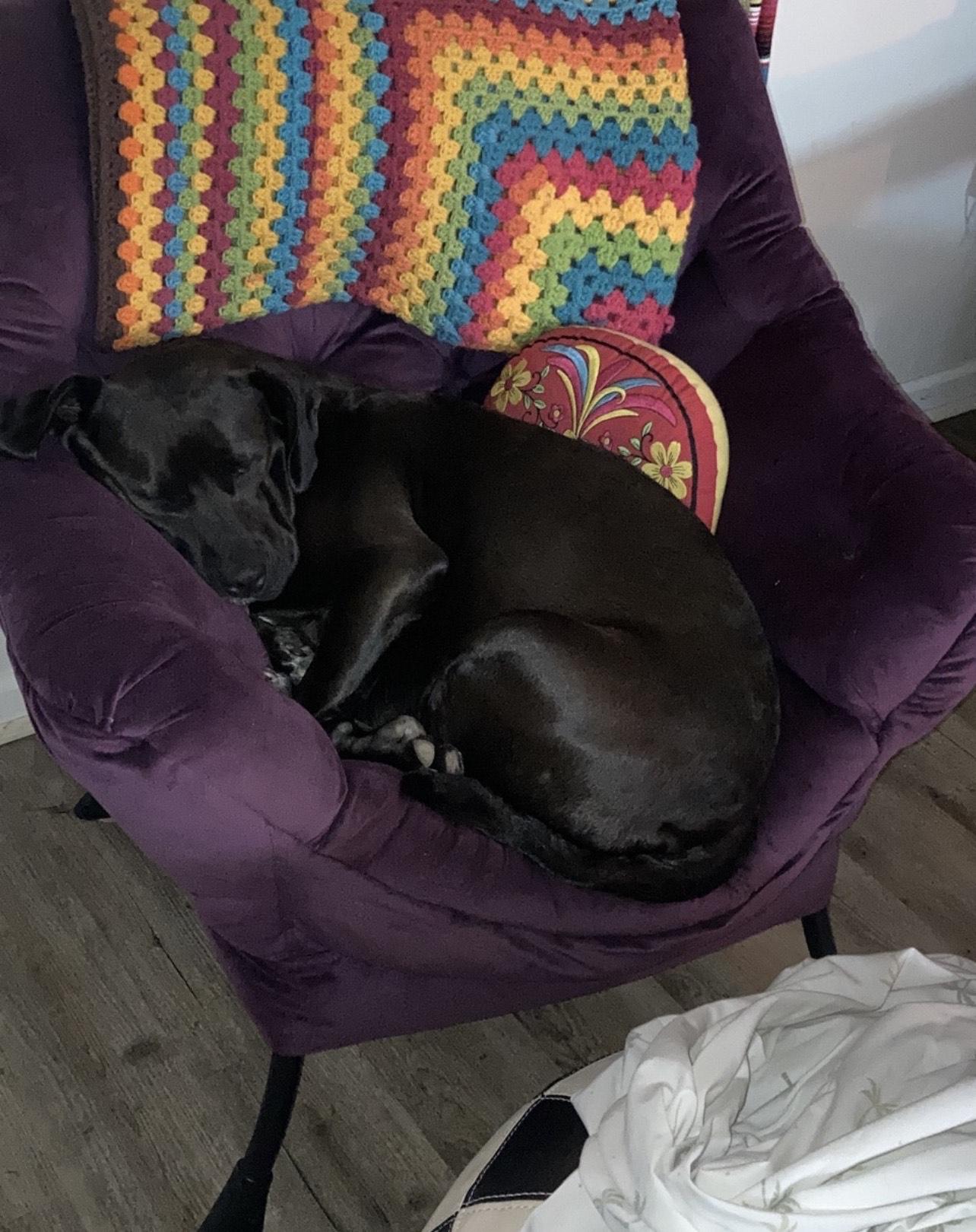 Bessie, an adopted mixed breed in Pensacola, FL image 2/3