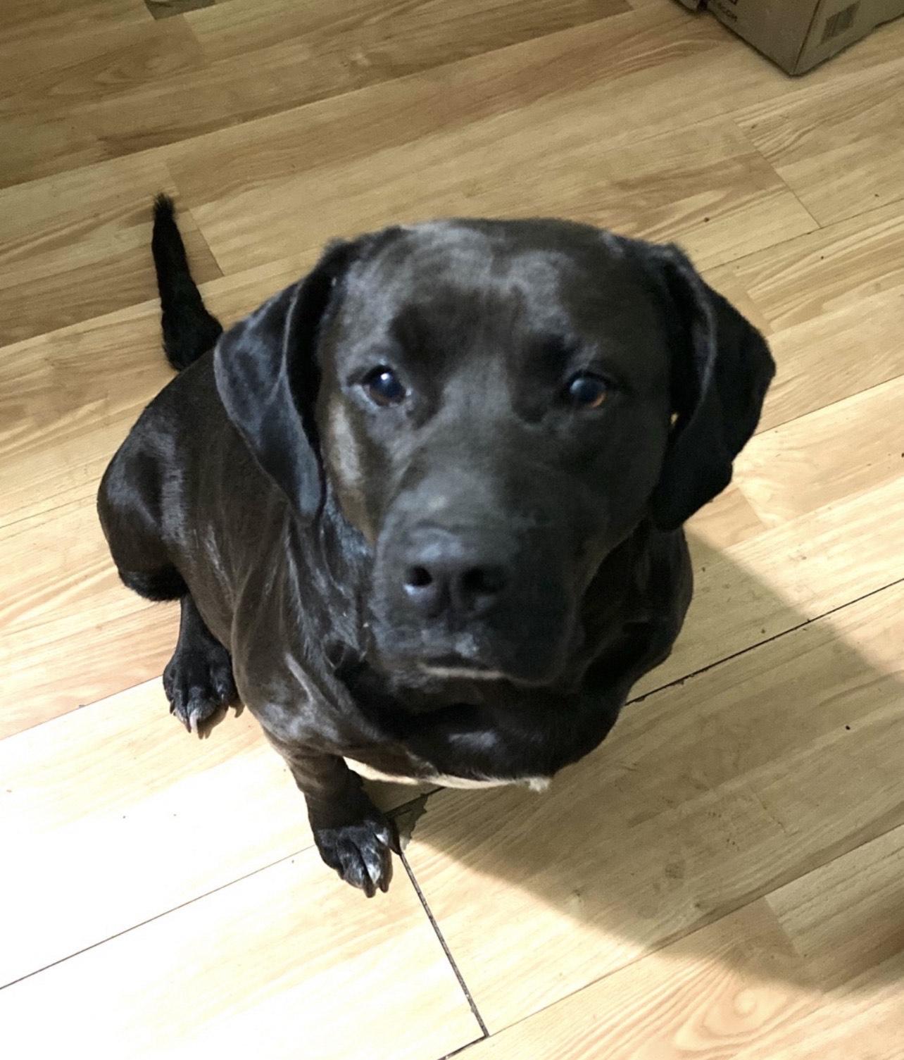 Bessie, an adopted mixed breed in Pensacola, FL image 1/3