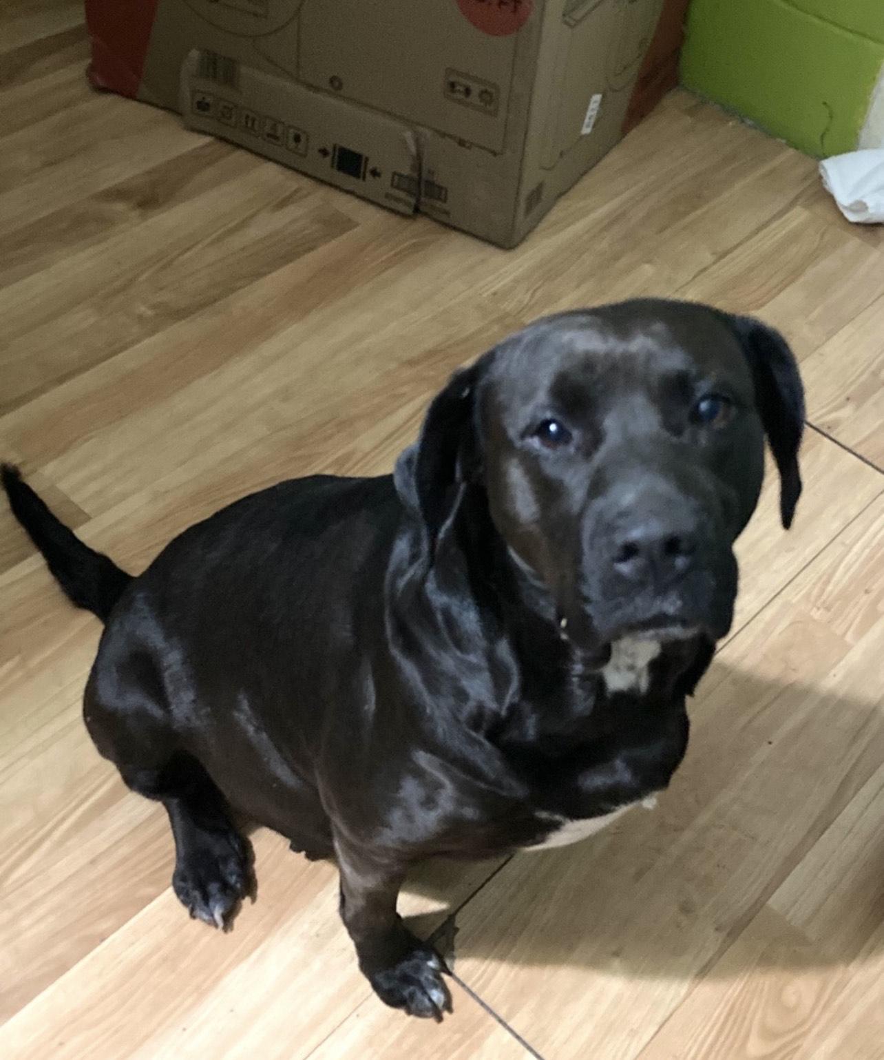 Bessie, an adopted mixed breed in Pensacola, FL image 3/3