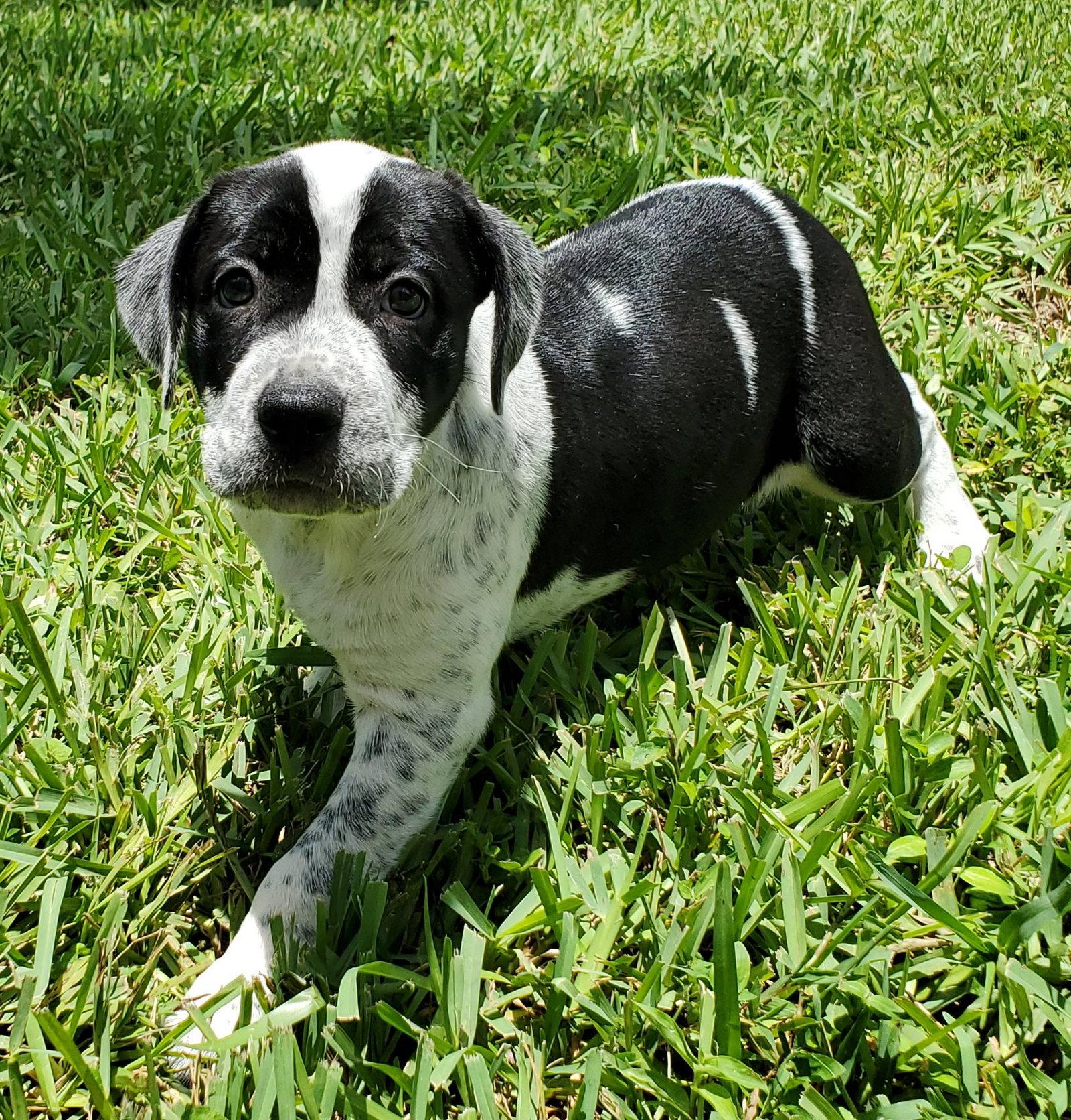 Bliss, Adopted, Puppy Female English Pointer & American Bulldog.