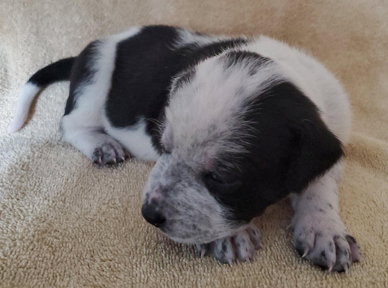 Enlarge Bliss, a Adopted mixed breed in Royal Palm Beach, FL image 2/2