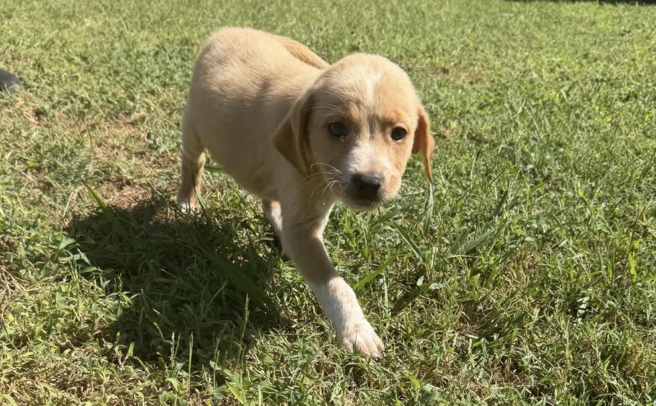 Enlarge Bella, a Adoptable Labrador Retriever in Vicksburg, MS image 1/1
