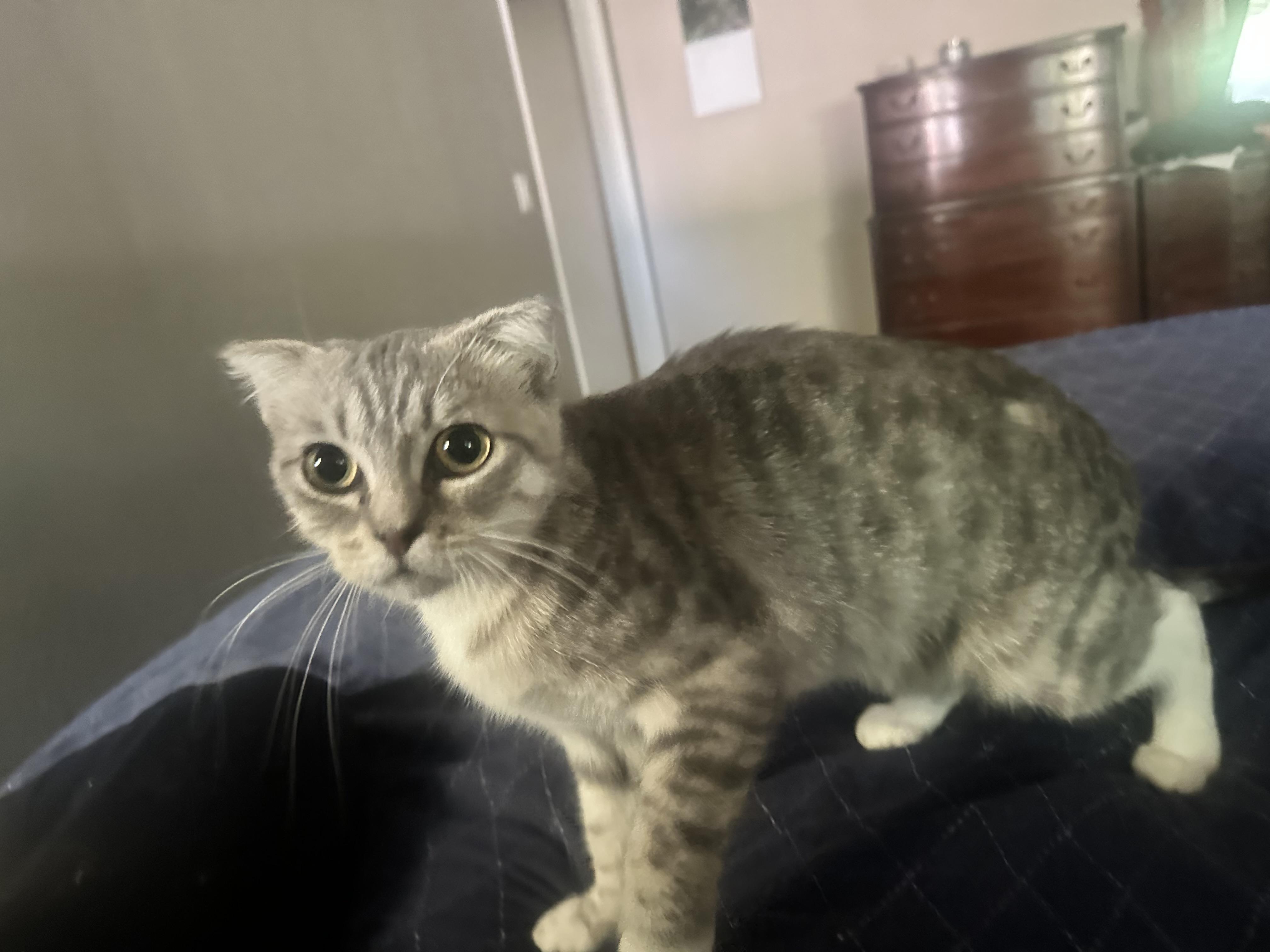Lulu Indoor Only