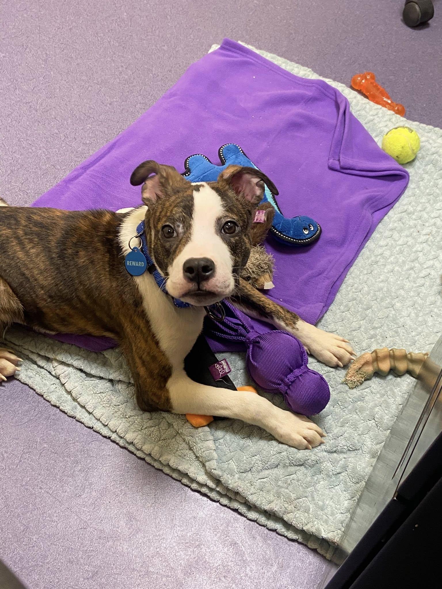 Enlarge Elden! Dog Friendly! , an adoption pending mixed breed in Port Huron, MI image 4/6