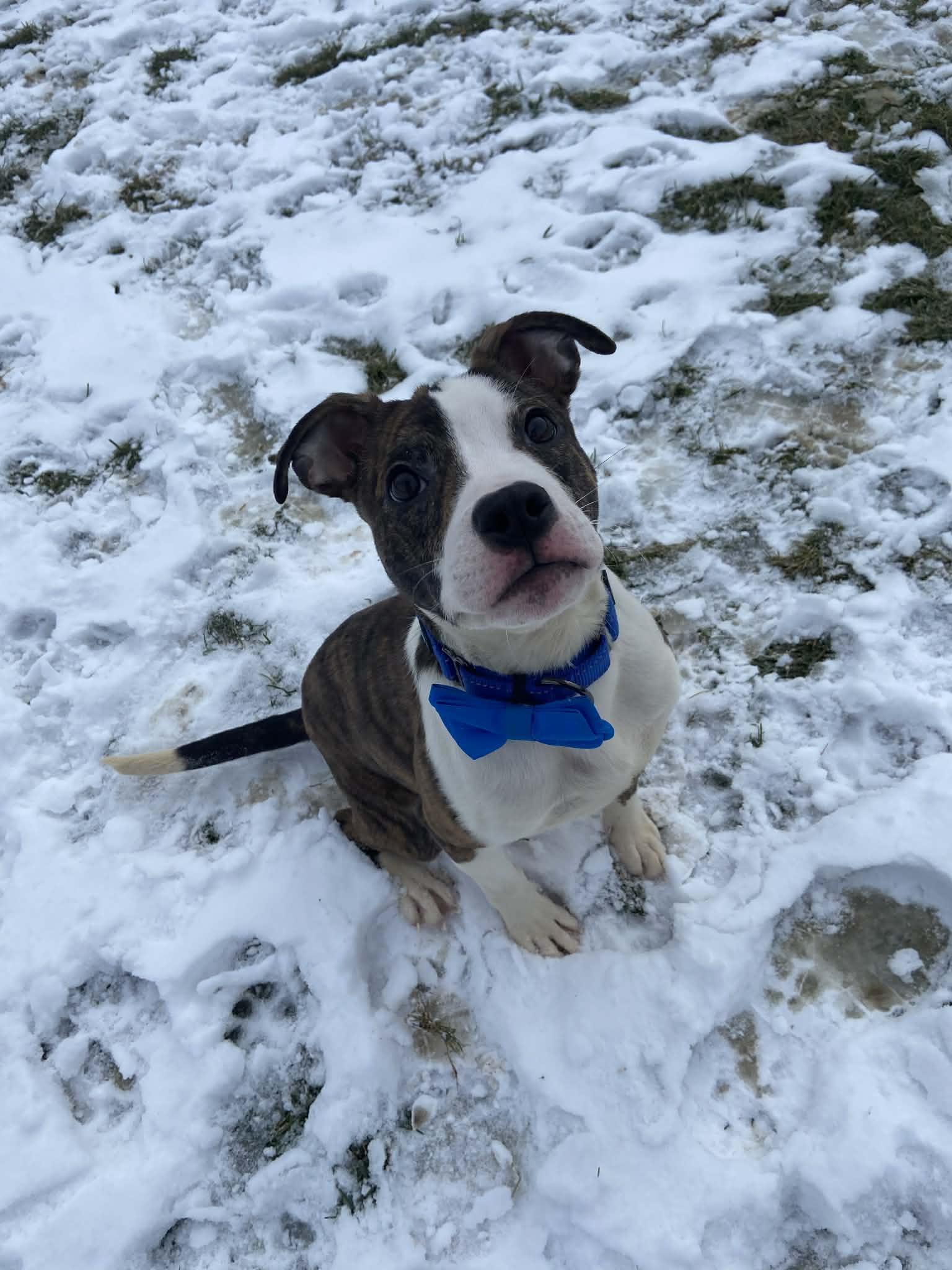 Enlarge Elden! Dog Friendly! , an adoption pending mixed breed in Port Huron, MI image 2/6