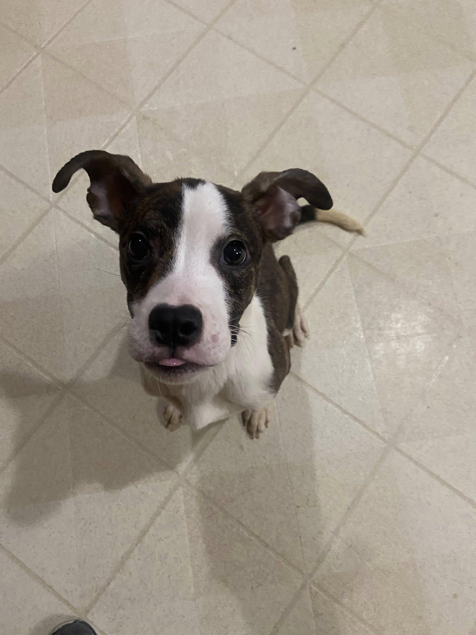 Enlarge Elden! Dog Friendly! , an adoption pending mixed breed in Port Huron, MI image 3/6