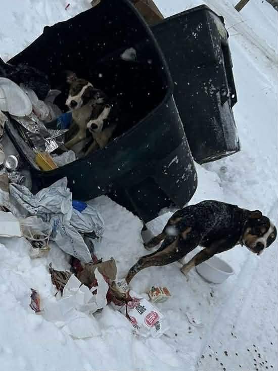 Enlarge Elden! Dog Friendly! , an adoption pending mixed breed in Port Huron, MI image 6/6