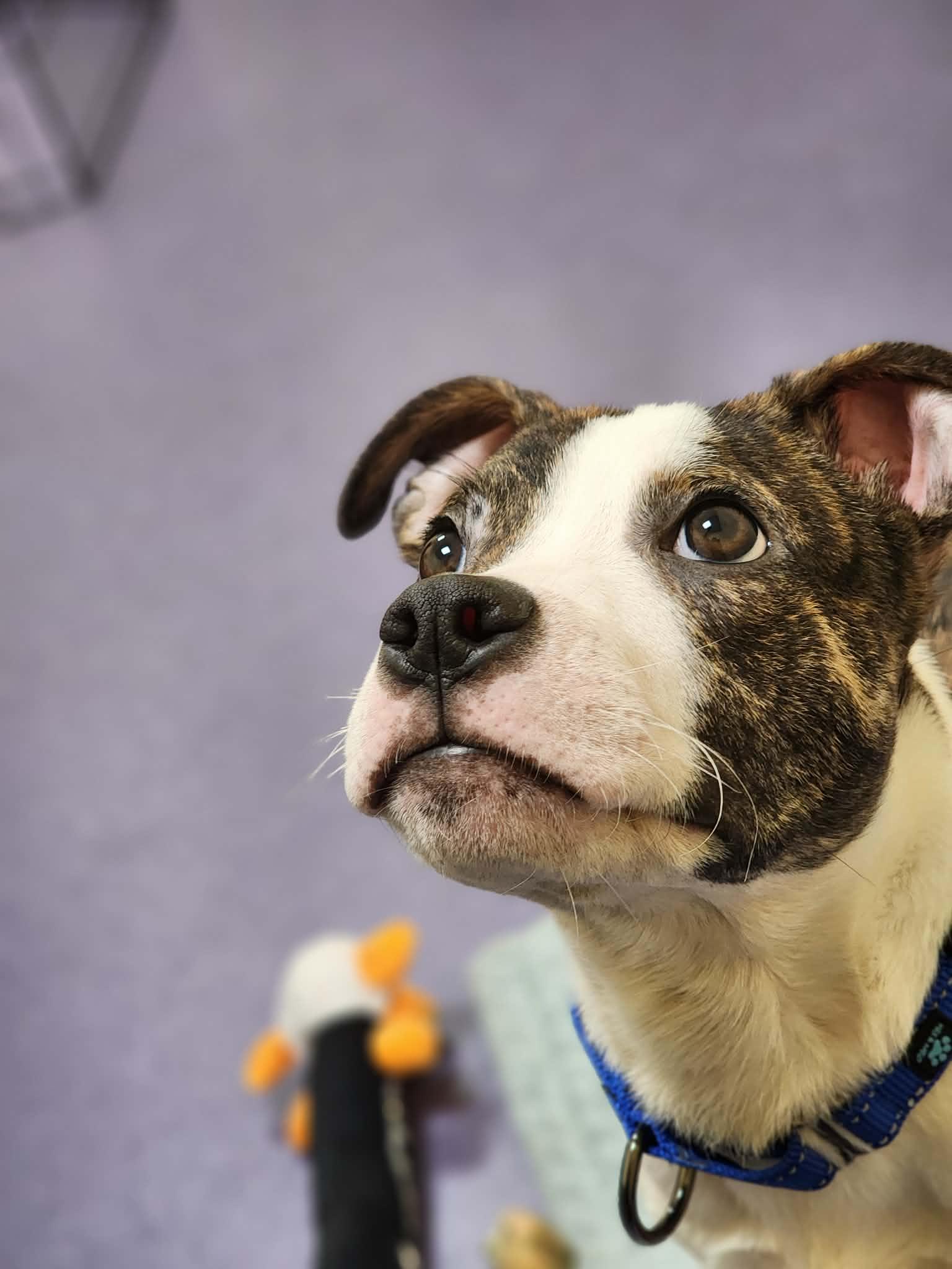 Enlarge Elden! Dog Friendly! , an adoption pending mixed breed in Port Huron, MI image 5/6