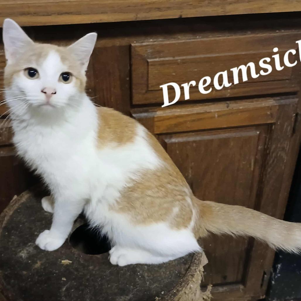 Dreamsicle, Adoptable, Young Male Domestic Short Hair.