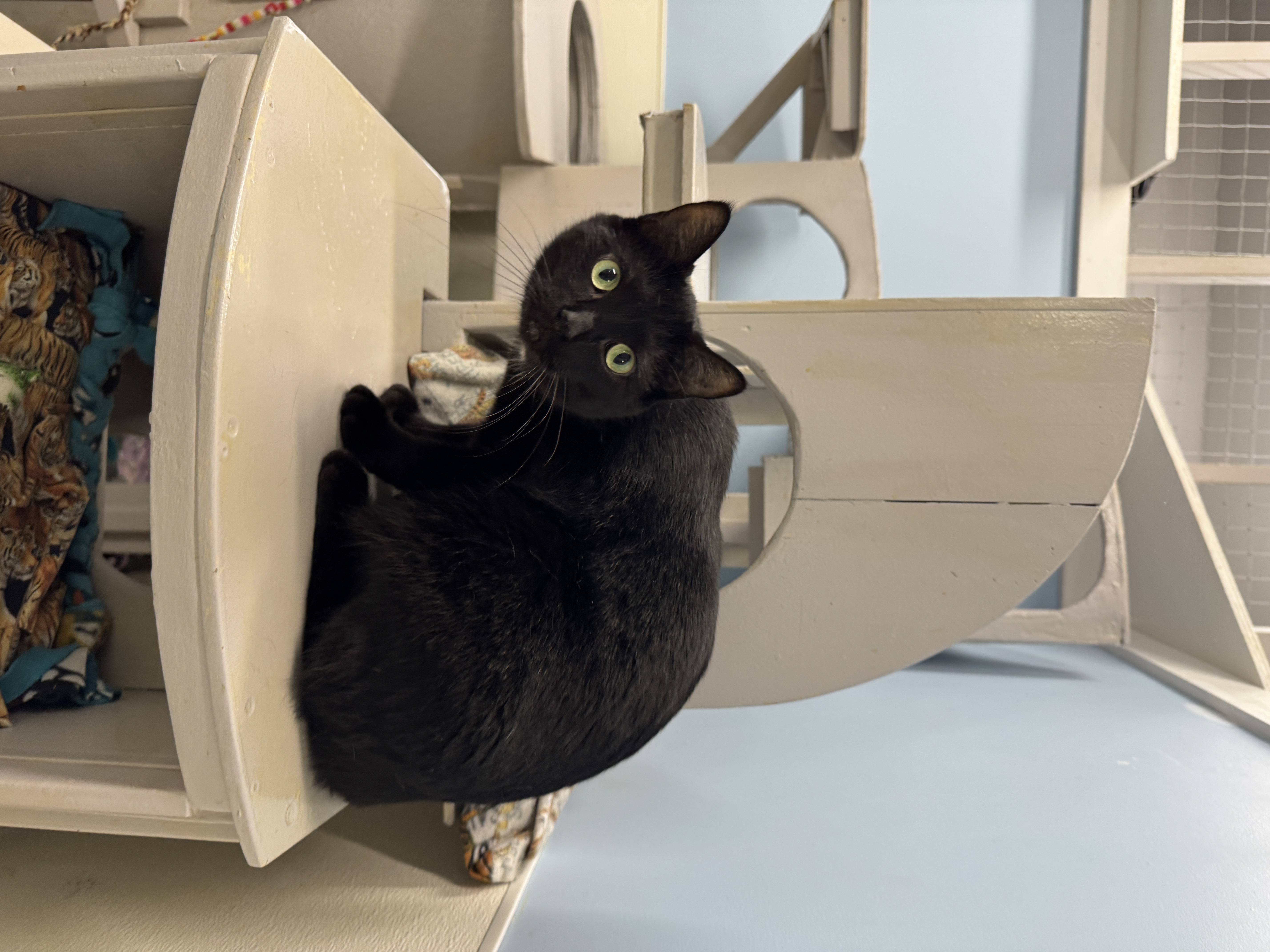 Kit Kat, an adoptable Domestic Short Hair in Wayland, MI image 1/3