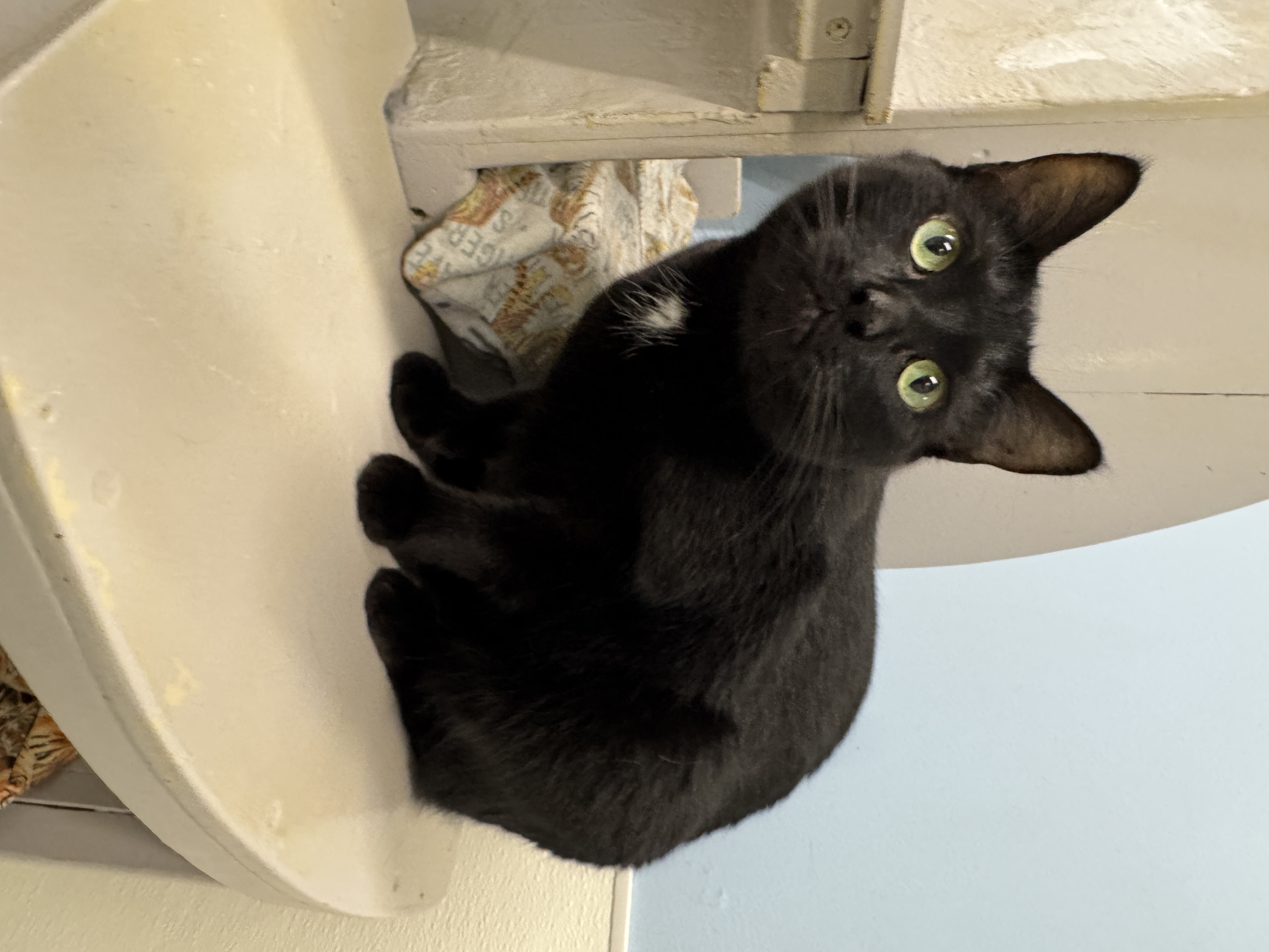 Kit Kat, an adoptable Domestic Short Hair in Wayland, MI image 2/3