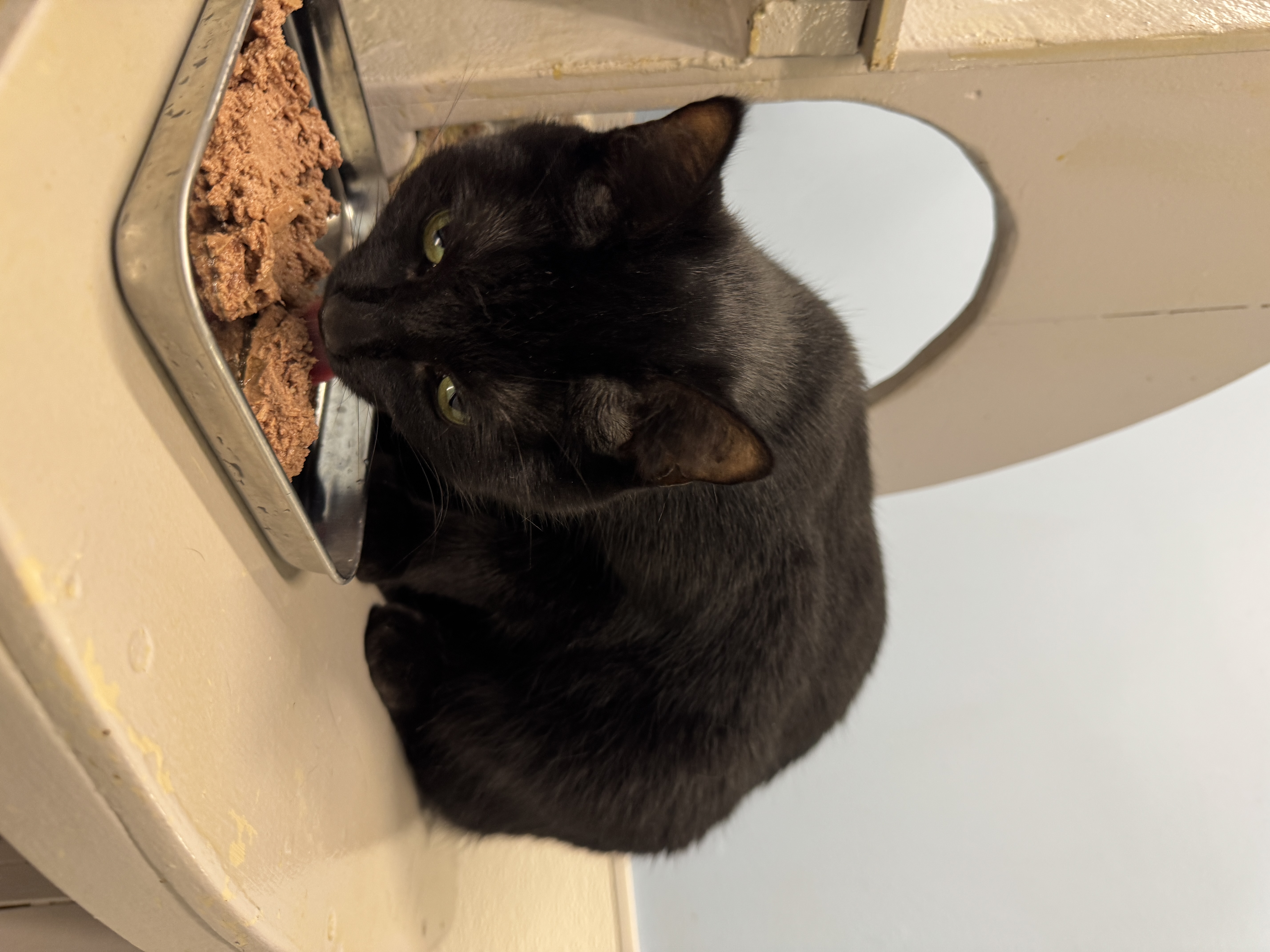 Kit Kat, an adoptable Domestic Short Hair in Wayland, MI image 3/3