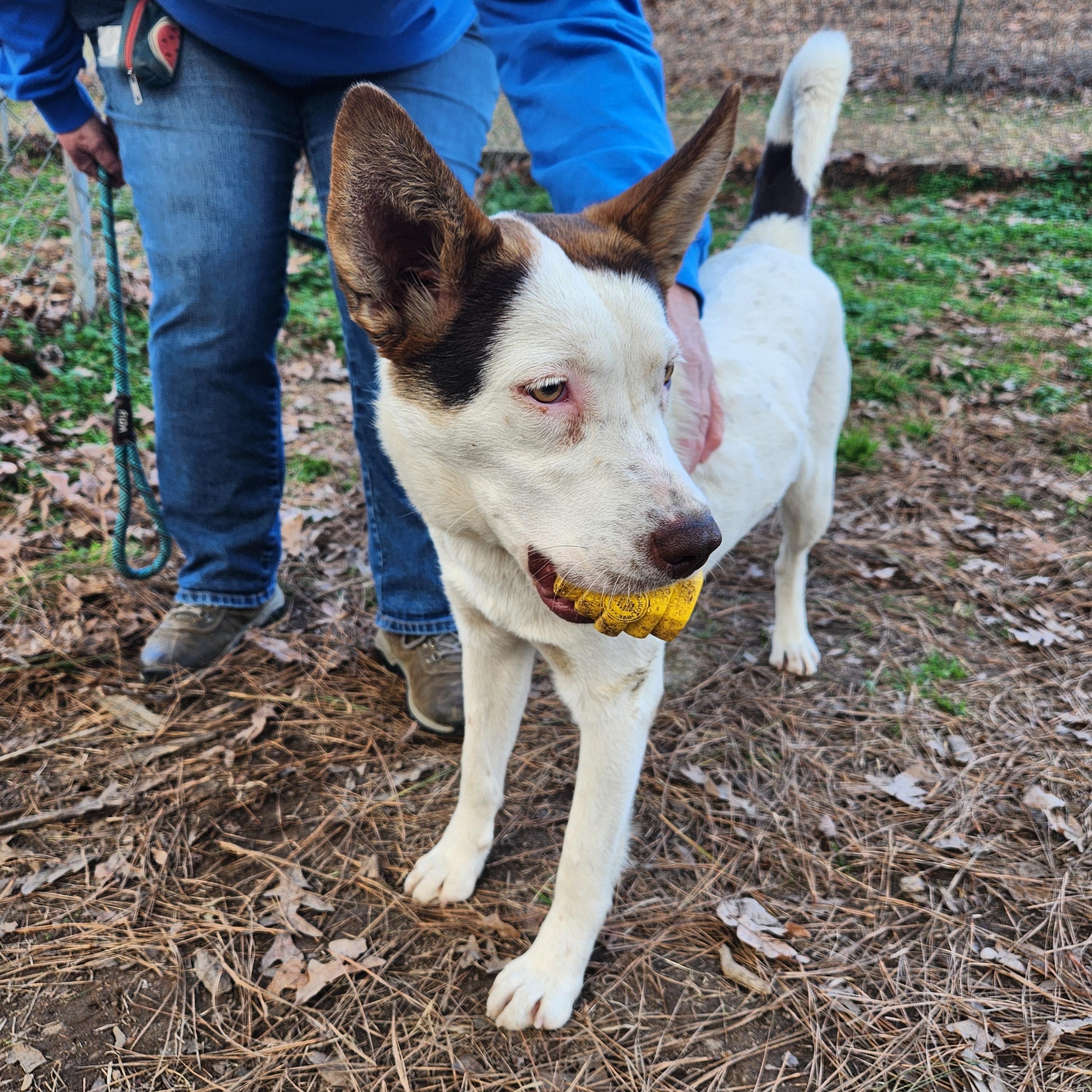 Enlarge Sprinkles - Beautiful Girl with a Disposition to Match!, a ADOPTABLE mixed breed in Buford, GA image 5/6
