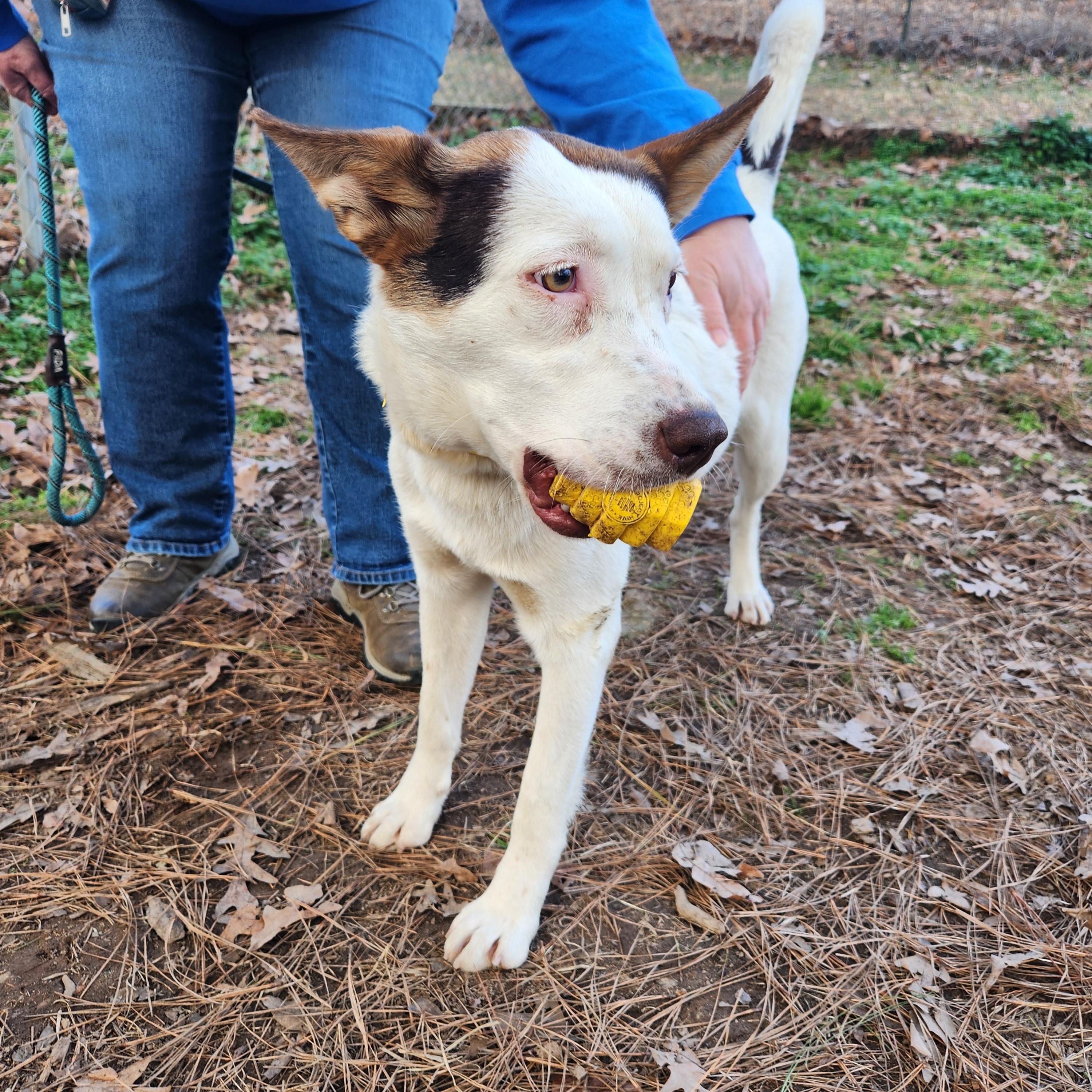 Enlarge Sprinkles - Beautiful Girl with a Disposition to Match!, a ADOPTABLE mixed breed in Buford, GA image 4/6