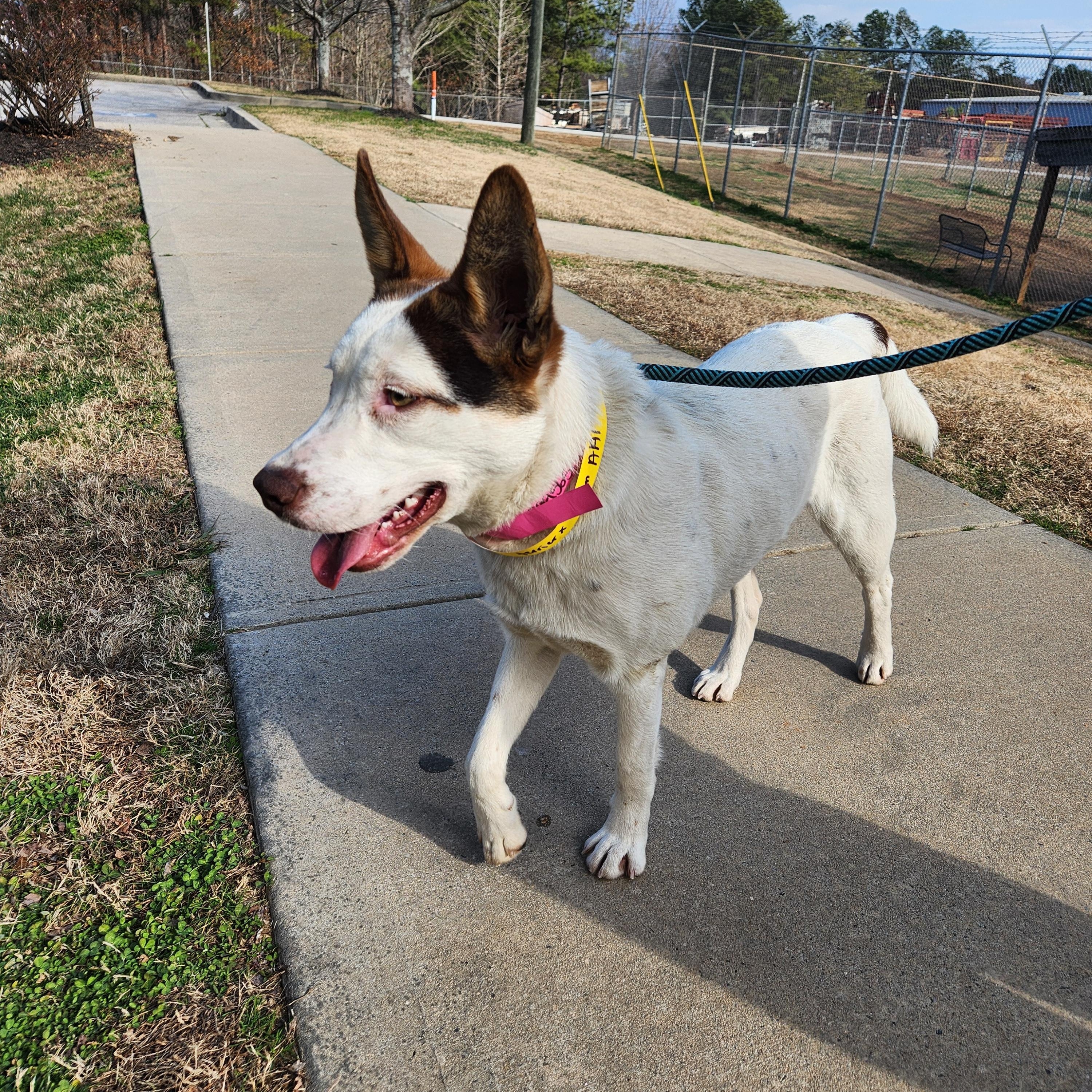 Enlarge Sprinkles - Beautiful Girl with a Disposition to Match!, a ADOPTABLE mixed breed in Buford, GA image 6/6