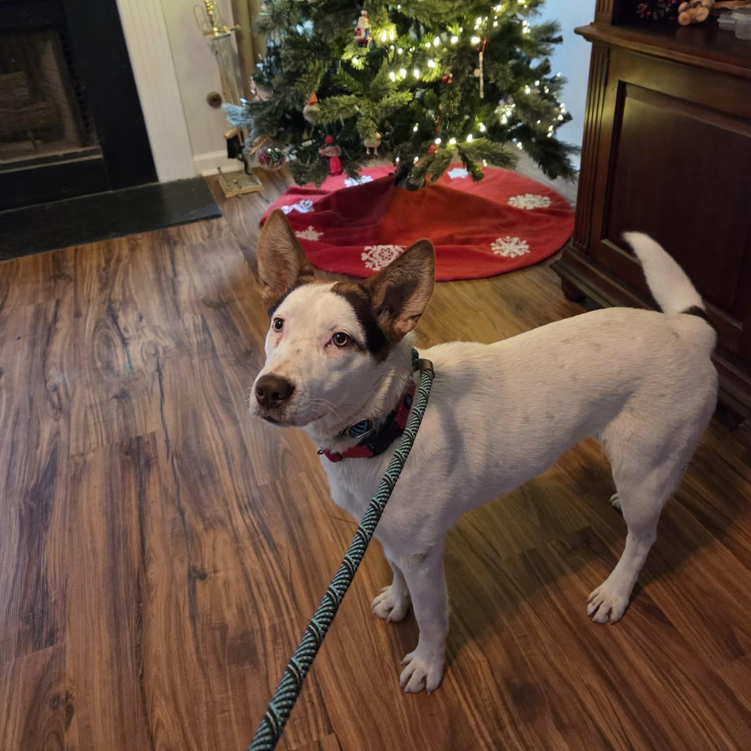 Enlarge Sprinkles - Beautiful Girl with a Disposition to Match!, a ADOPTABLE mixed breed in Buford, GA image 3/6