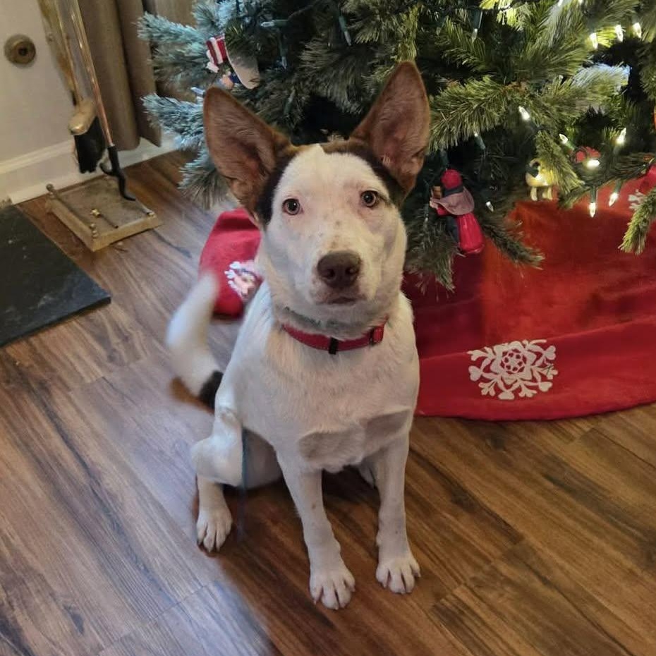 Enlarge Sprinkles - Beautiful Girl with a Disposition to Match!, a ADOPTABLE mixed breed in Buford, GA image 1/6