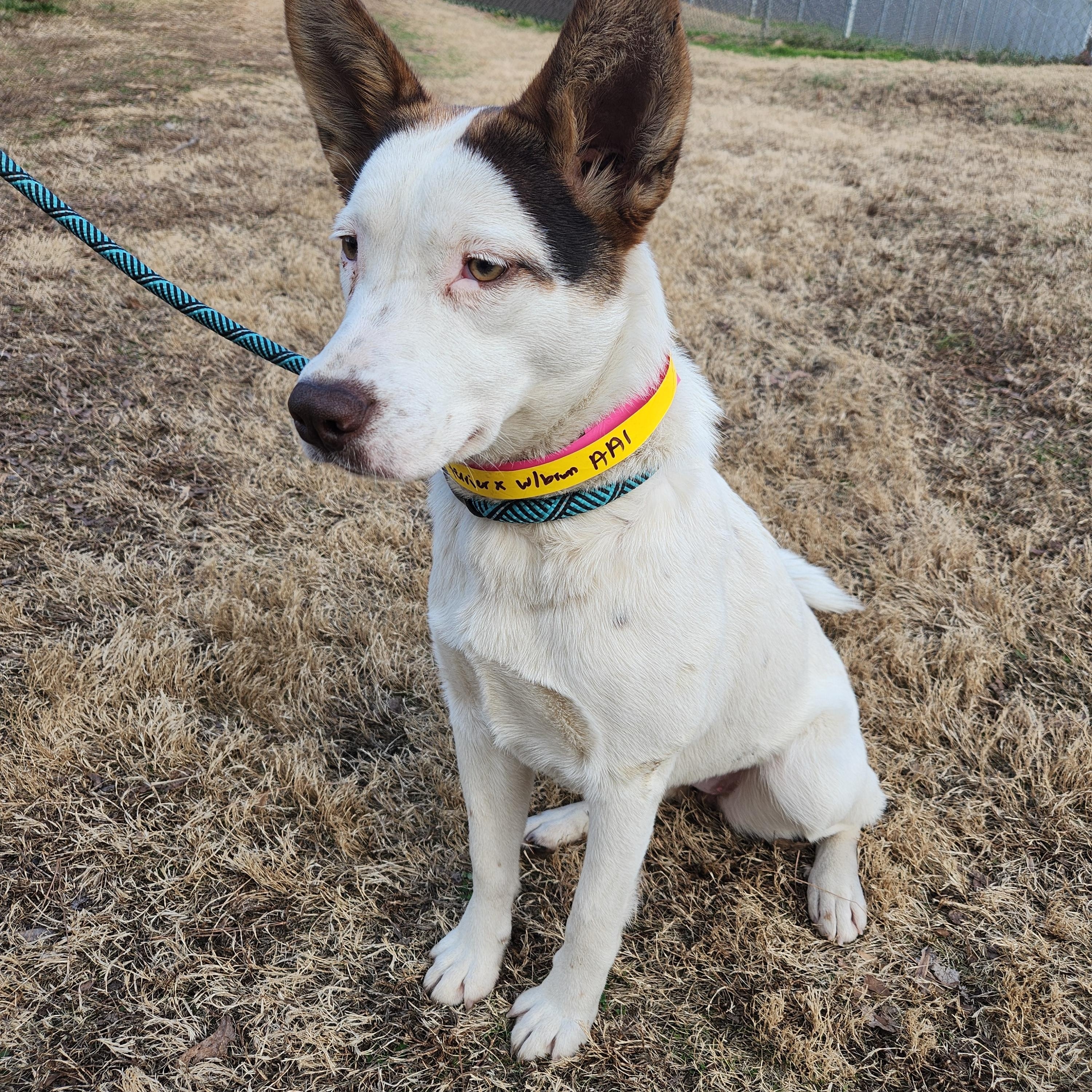 Enlarge Sprinkles - Beautiful Girl with a Disposition to Match!, a ADOPTABLE mixed breed in Buford, GA image 2/6