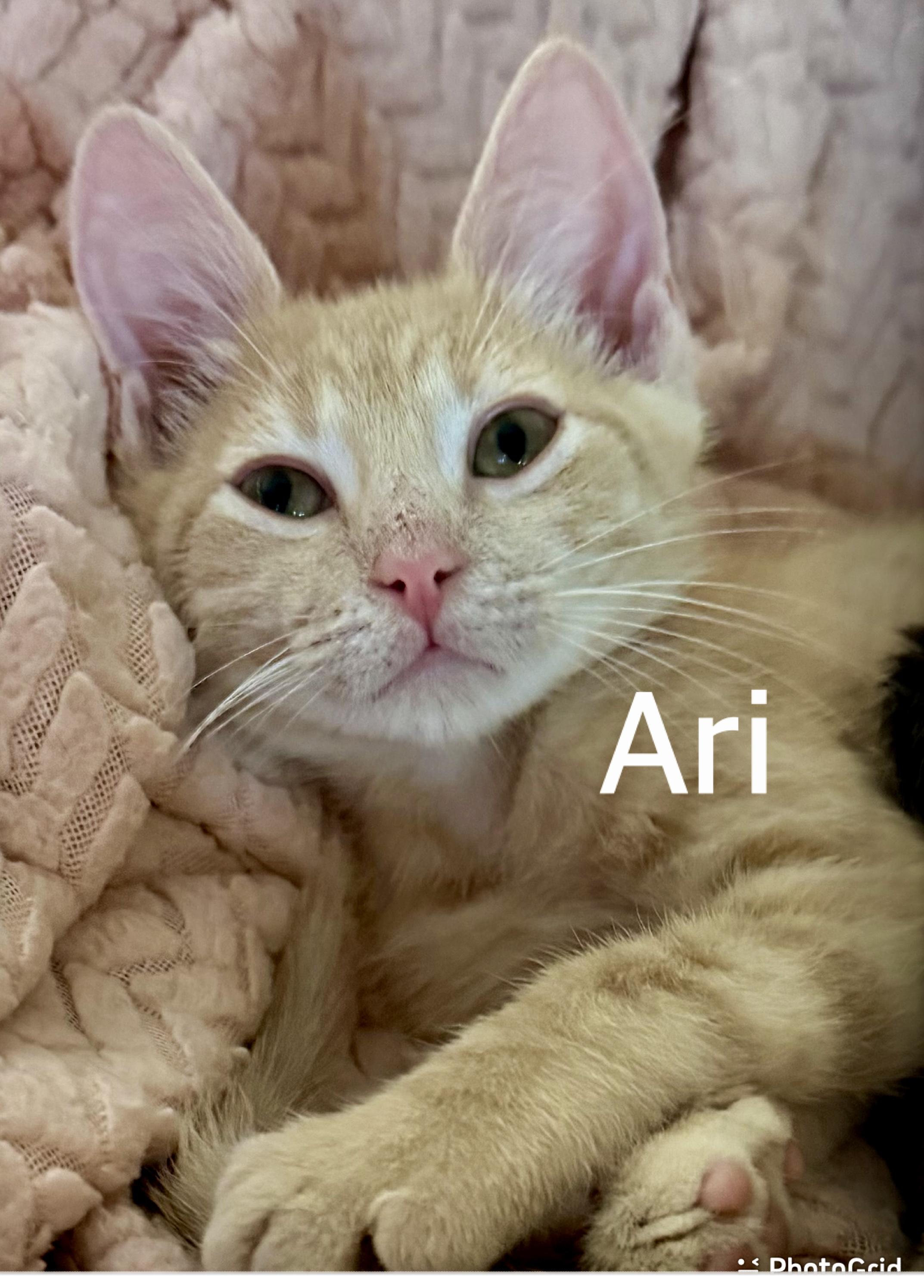 Ari, ADOPTABLE, Kitten Male Domestic Short Hair.
