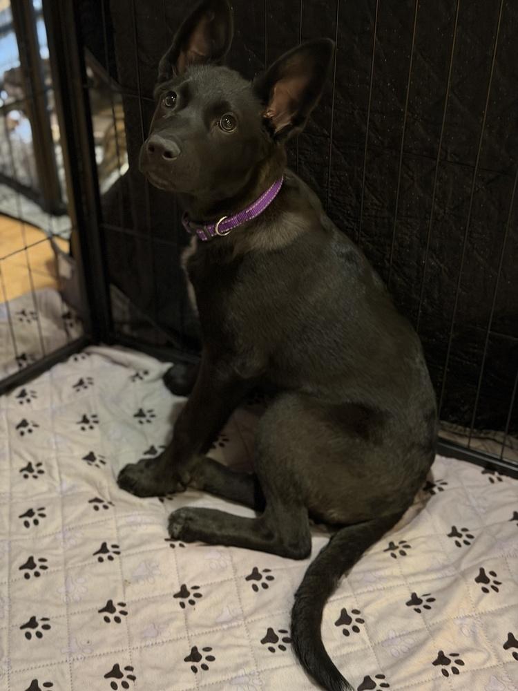 Denali, Adoptable, Puppy Female Australian Kelpie & German Shepherd Dog.