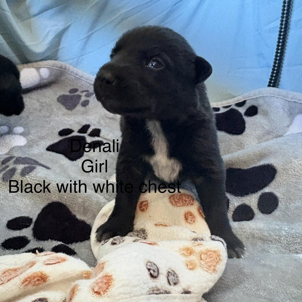 Enlarge Denali, a Adoptable mixed breed in Pleasant Hill, CA image 1/4