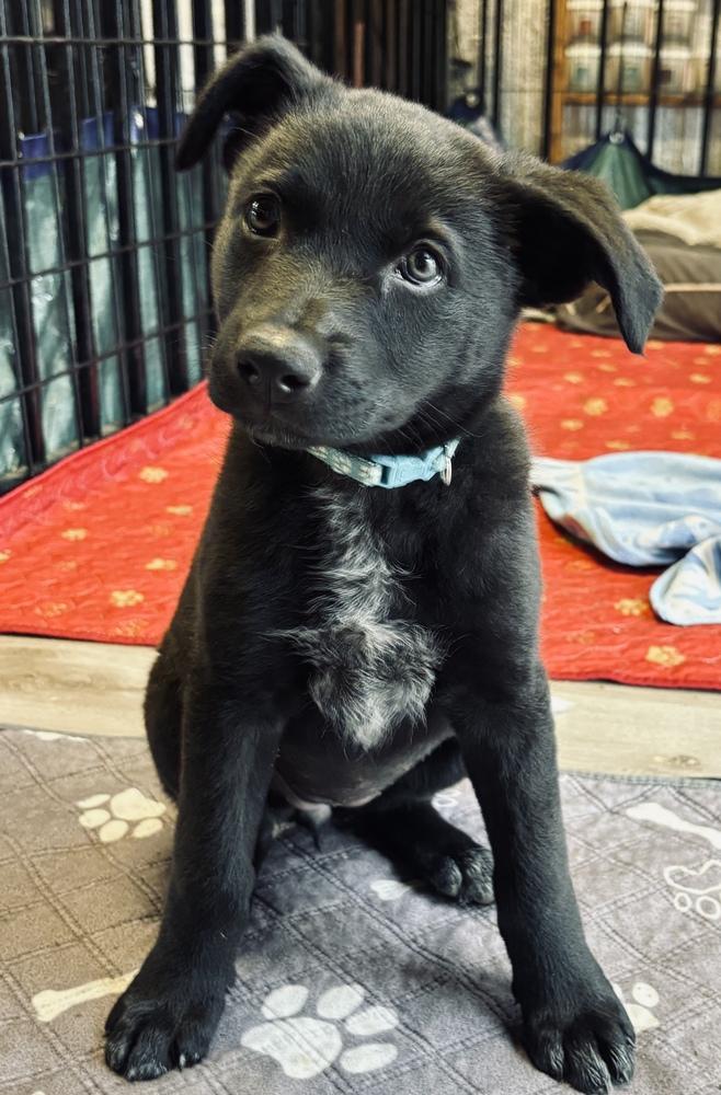 Enlarge Denali, a Adoptable mixed breed in Pleasant Hill, CA image 2/4