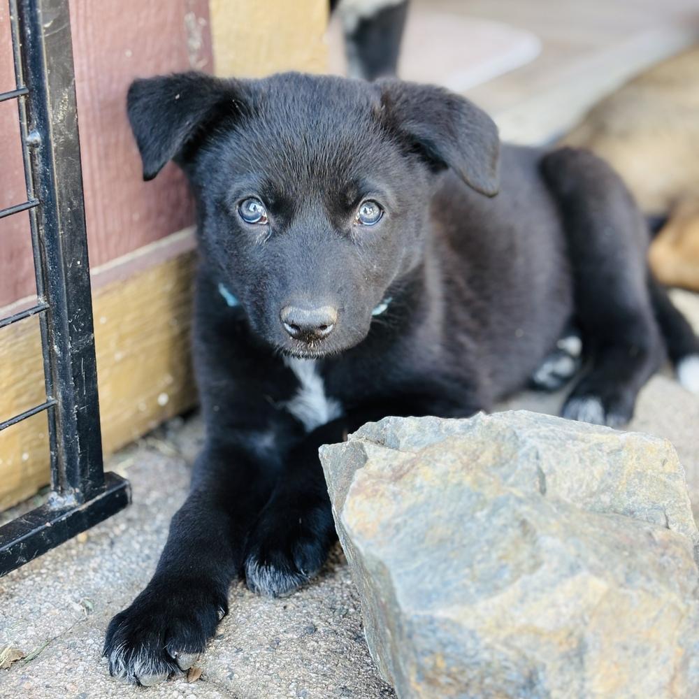 Enlarge Denali, a Adoptable mixed breed in Pleasant Hill, CA image 3/4