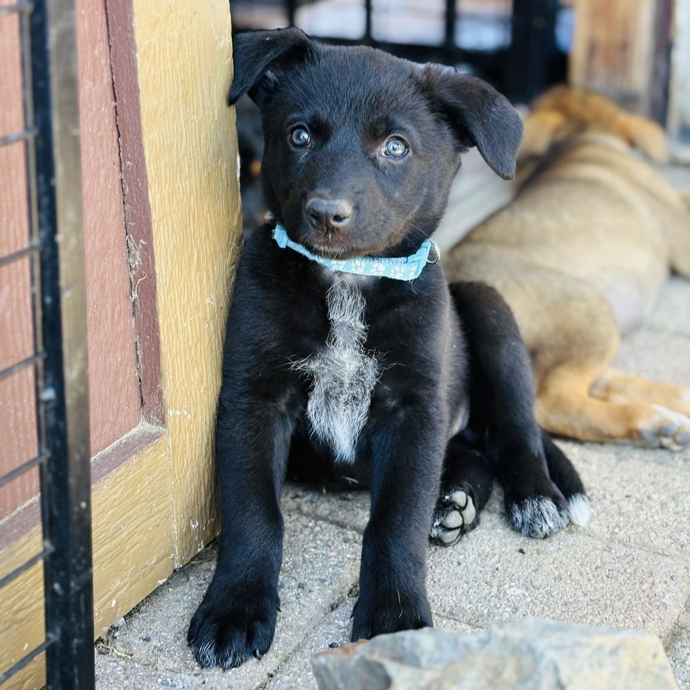 Enlarge Denali, a Adoptable mixed breed in Pleasant Hill, CA image 4/4