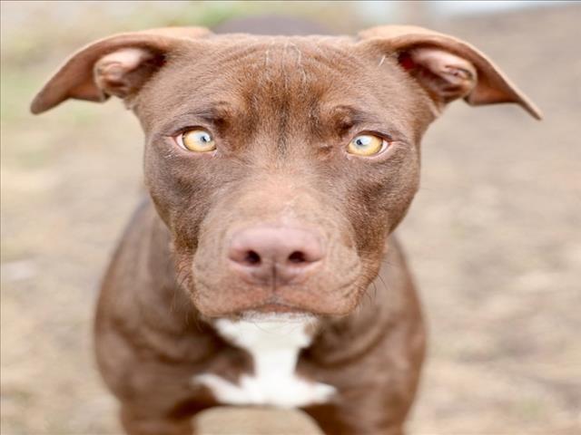 Enlarge A511848, a Adoptable mixed breed in Wilmington, NC image 1/1