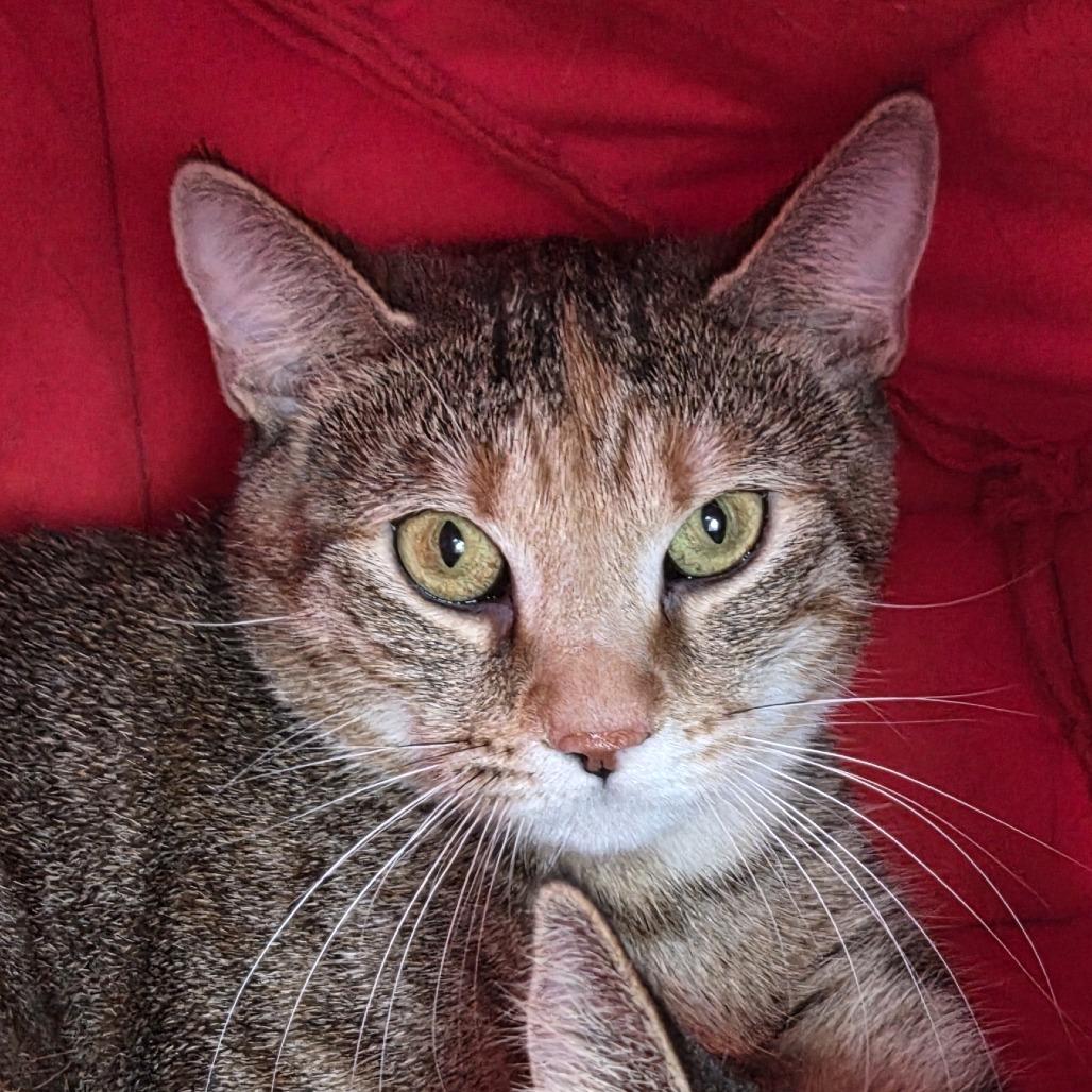 Enlarge Silas, a Adoptable Domestic Short Hair in Brimfield, MA image 1/3