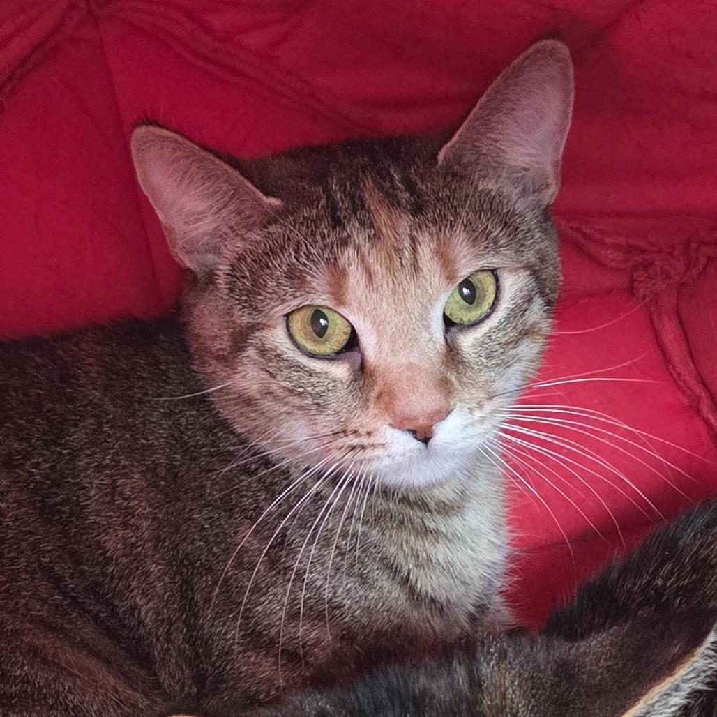 Enlarge Silas, a Adoptable Domestic Short Hair in Brimfield, MA image 2/3