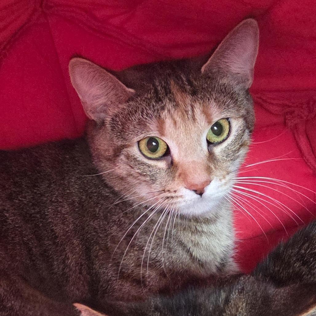 Enlarge Silas, a Adoptable Domestic Short Hair in Brimfield, MA image 3/3