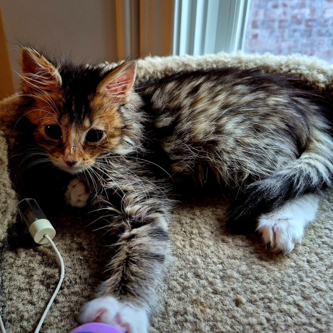 Enlarge Bella Hunt, a Adopted mixed breed in Denver, CO image 4/6