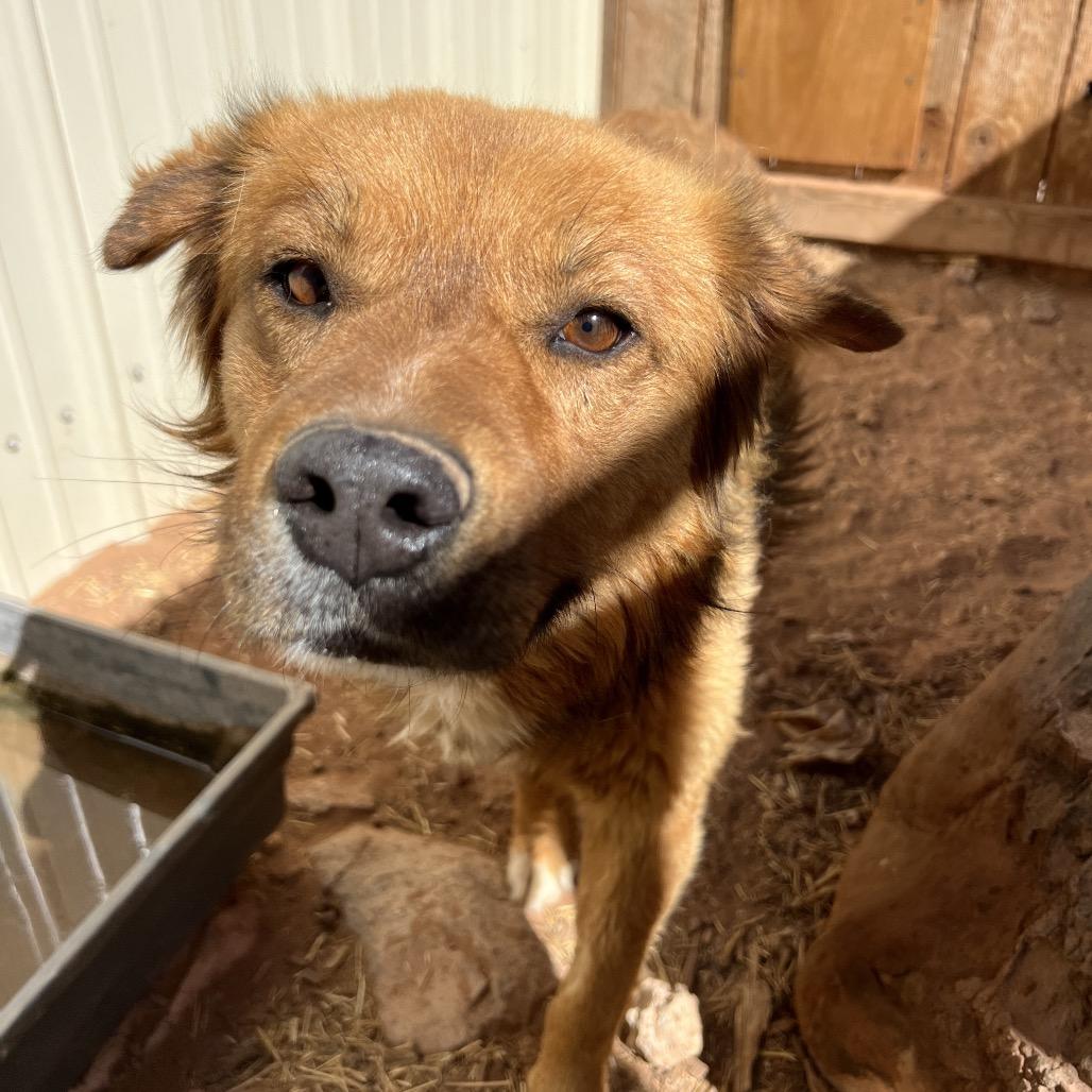 Monkey, a Adoptable Mixed Breed in Moab, UT image 1/6