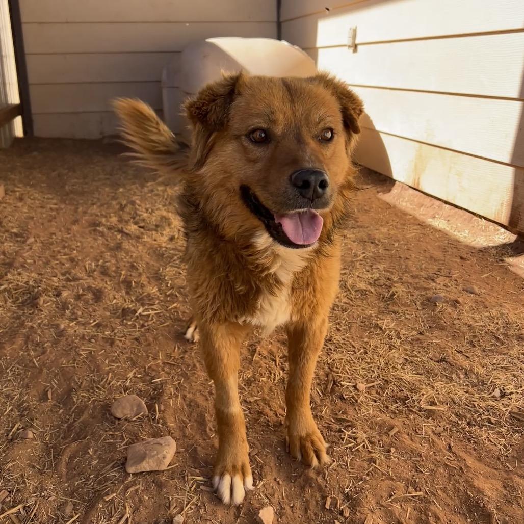 Monkey, a Adoptable Mixed Breed in Moab, UT image 2/6