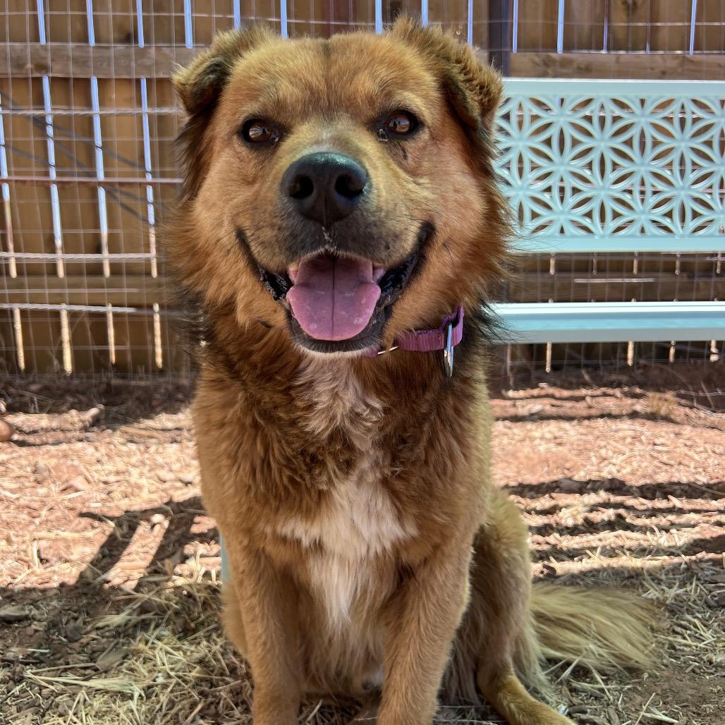 Enlarge Monkey, a Adoptable Mixed Breed in Moab, UT image 3/6