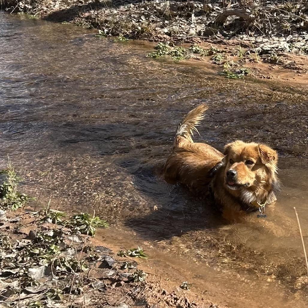 Monkey, a Adoptable Mixed Breed in Moab, UT image 4/6