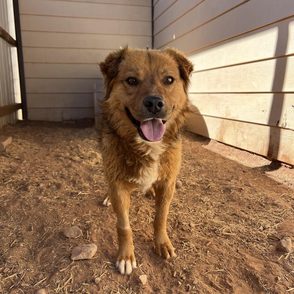 Monkey, a Adoptable Mixed Breed in Moab, UT image 3/6
