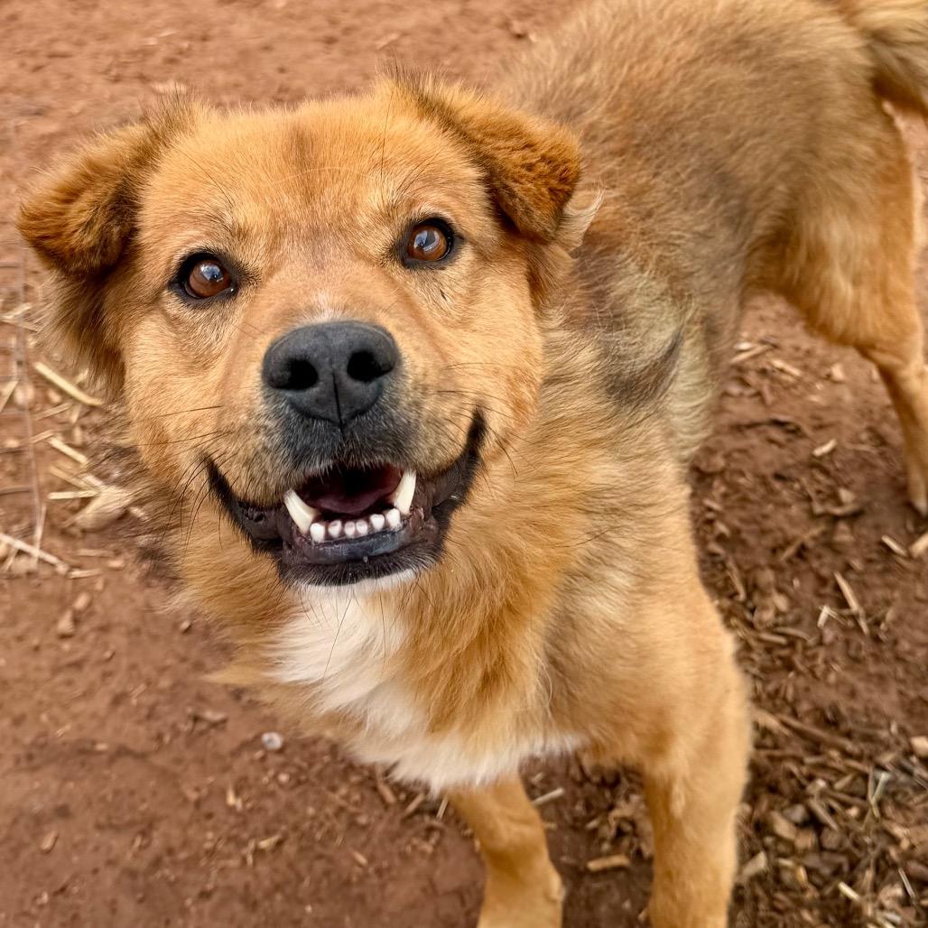 Monkey, a Adoptable Mixed Breed in Moab, UT image 4/6