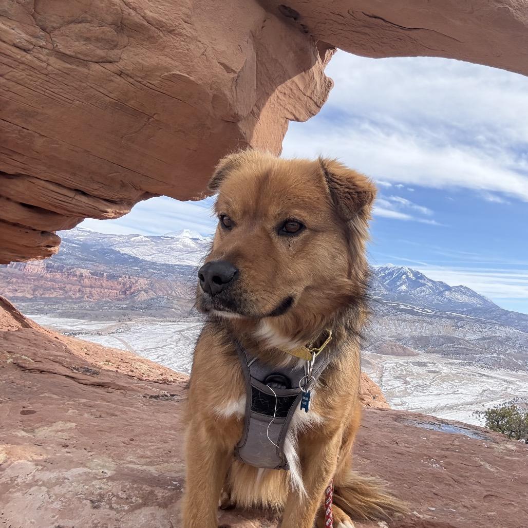Enlarge Monkey, a Adoptable Mixed Breed in Moab, UT image 6/6