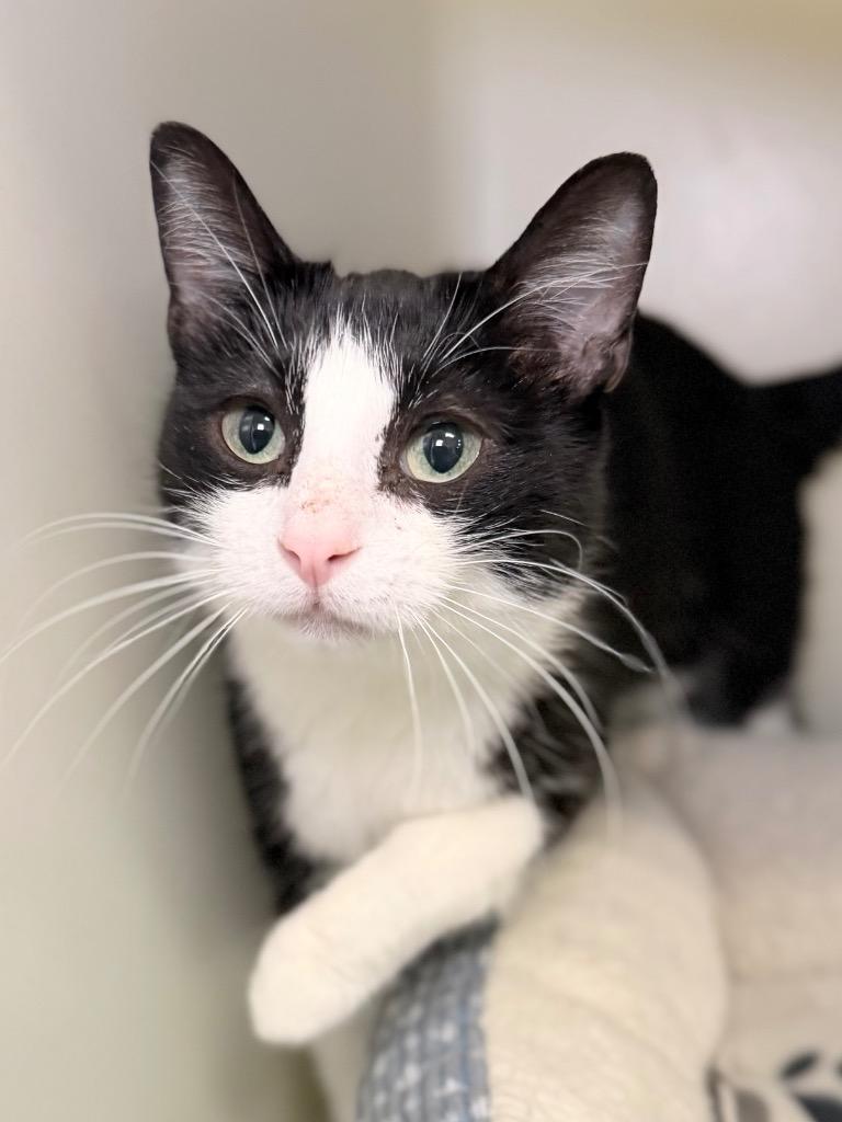 Enlarge Xenon, a Adoptable mixed breed in Menomonie, WI image 1/1